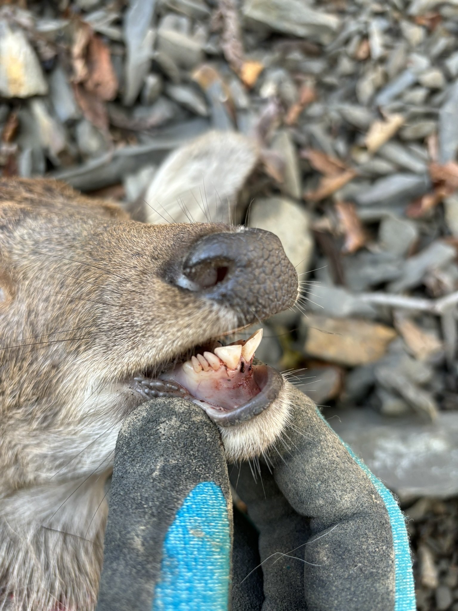 芸能人は歯が命、野生動物も歯が命！シカは何歳まで生きるのか？♯14