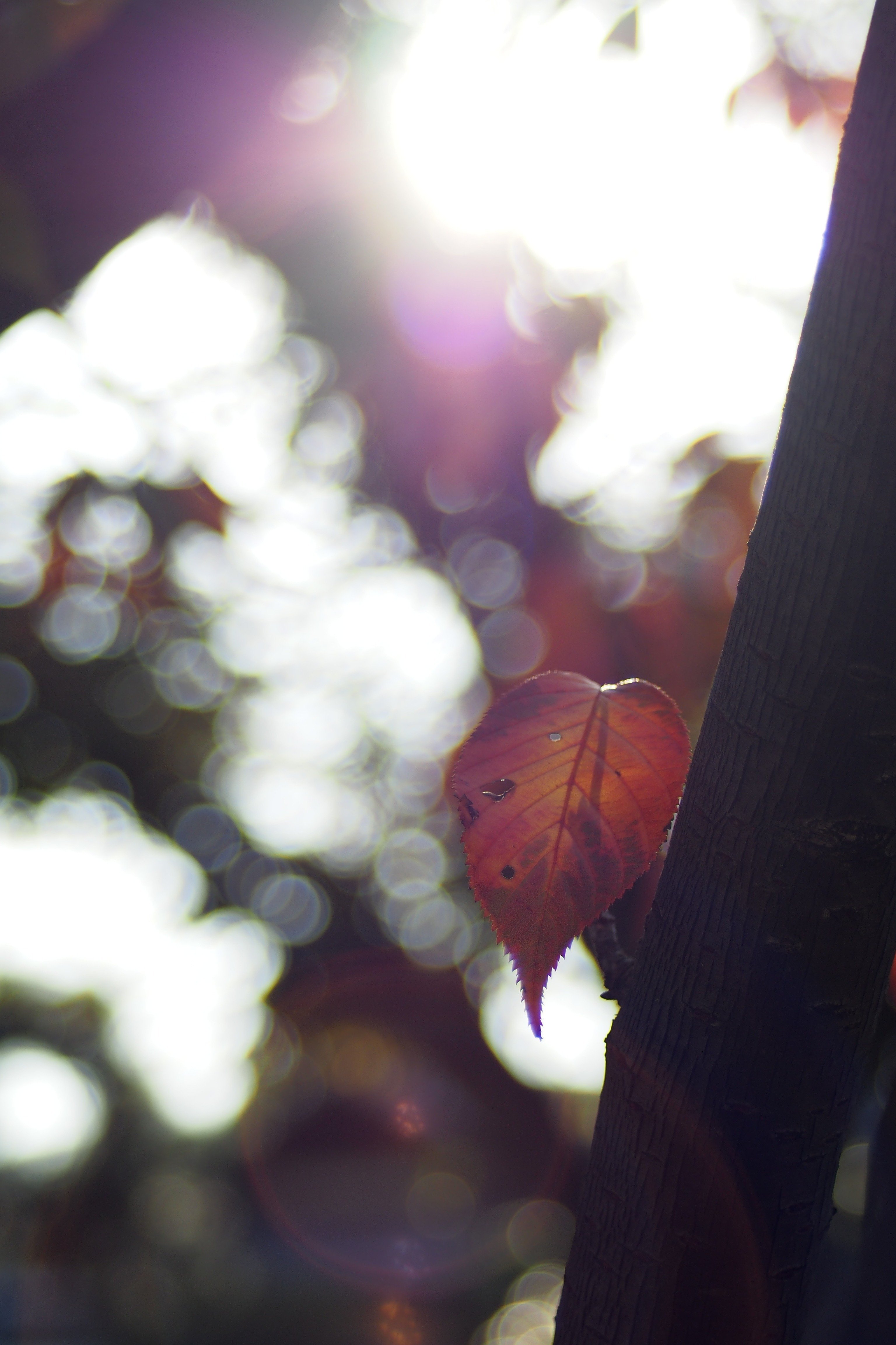 レンズ沼あれこれ：ペンE-P5とOLYMPUS OM-SYSTEM S ZUIKO AUTO-ZOOM 35