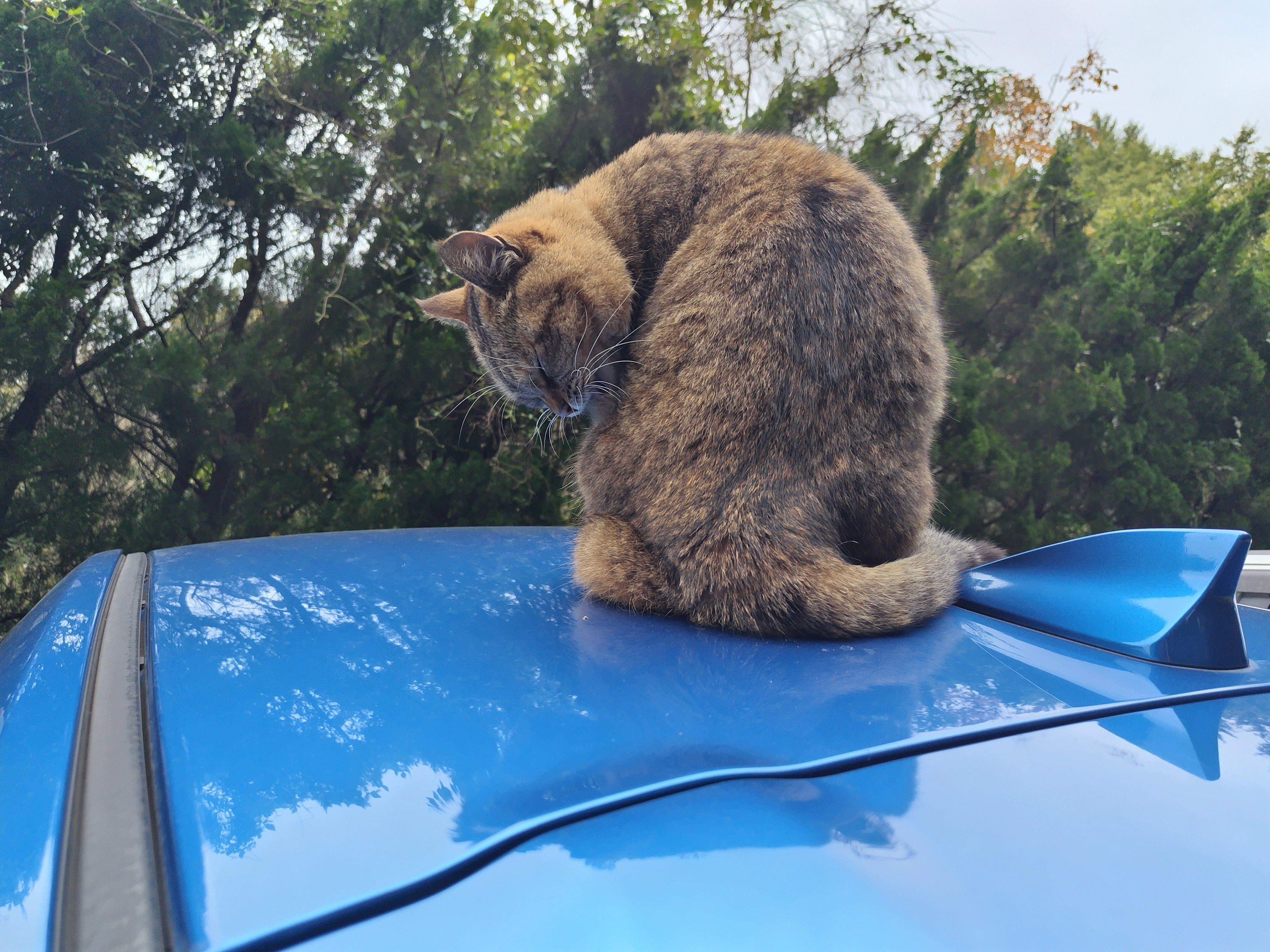 ネコ猫ローズガーデン｜シズ