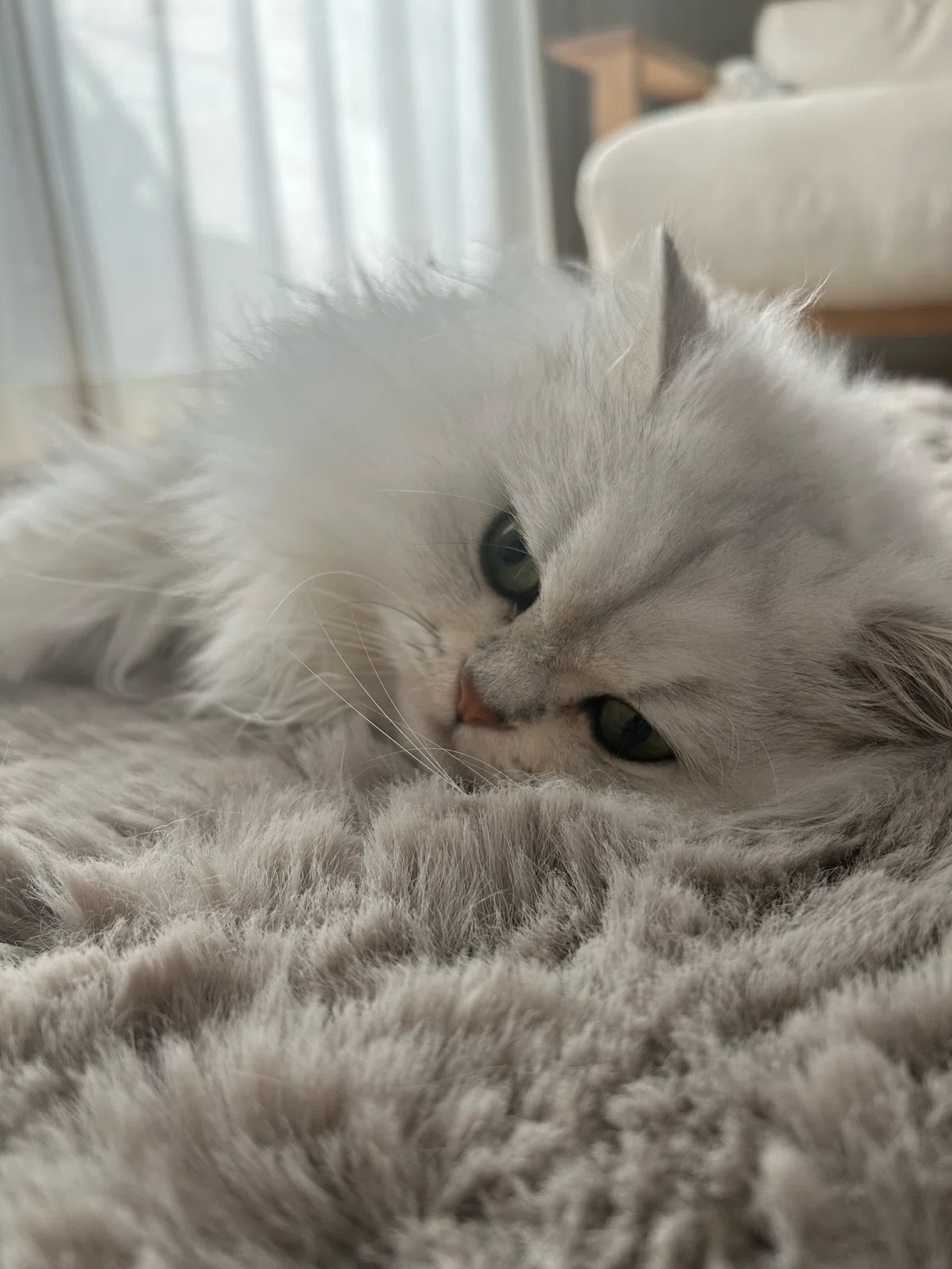 猫が寝ている画像