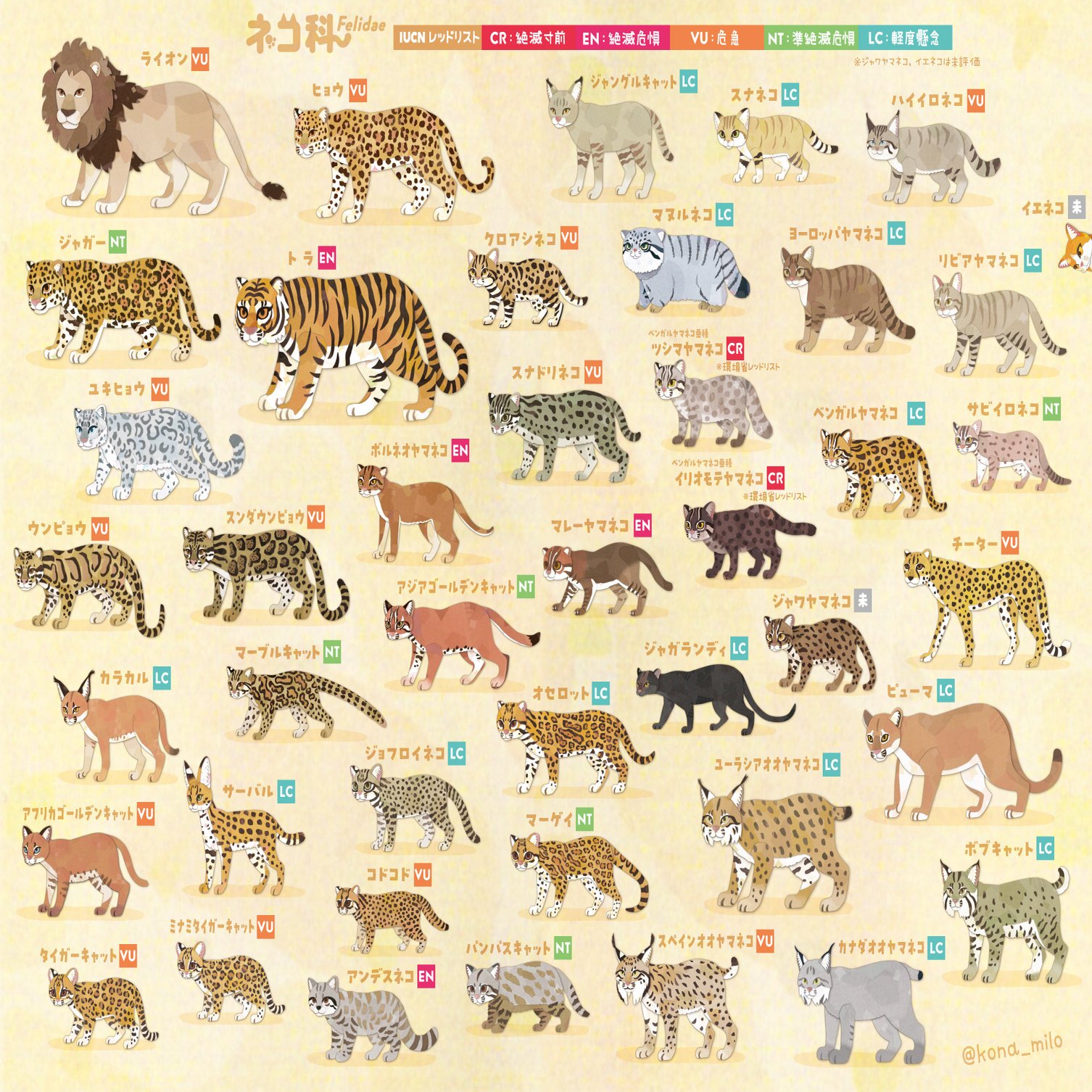 ネコ科全種図鑑｜キクチミロ, image size:2000x1506