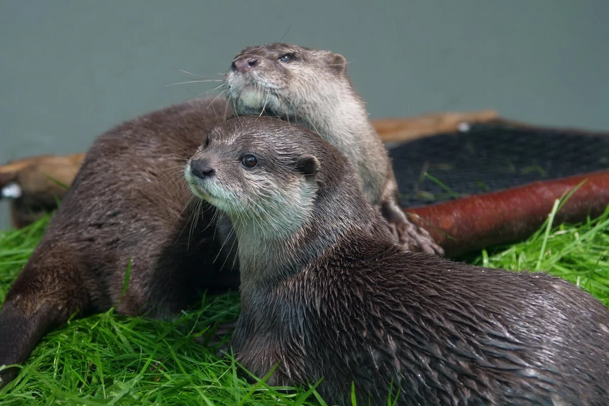 サンシャイン水族館のカワウソ