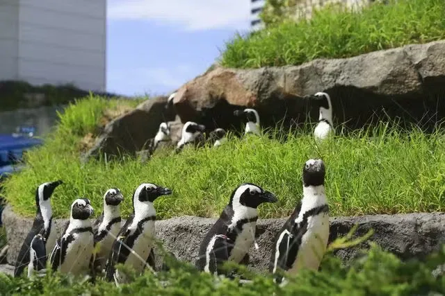 サンシャイン水族館のペンギン