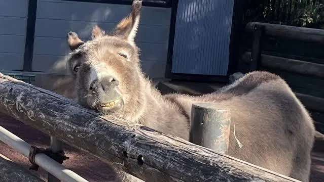 ロバの魅力5選|ラブちん