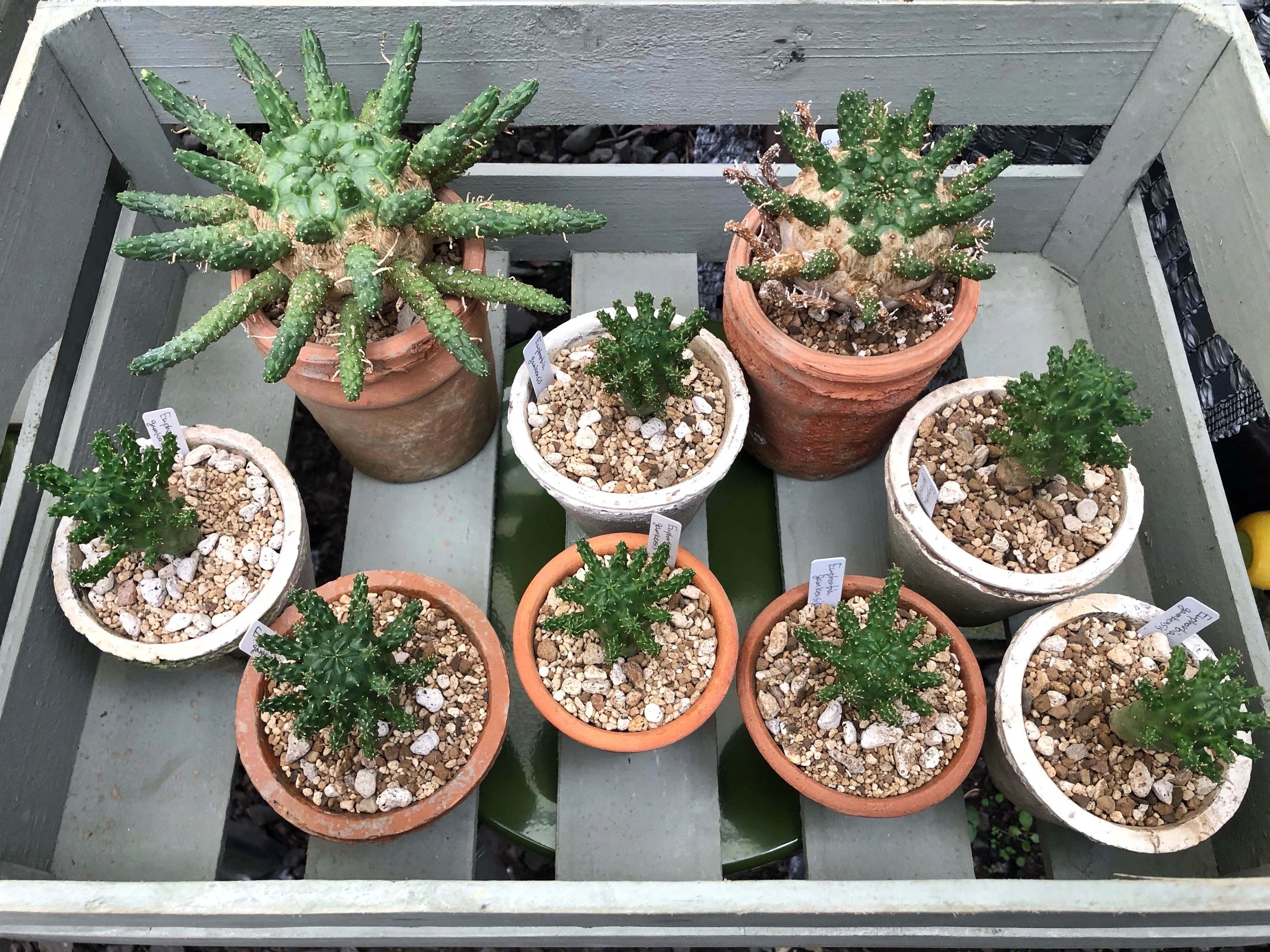 タコものユーフォルビアの記録 #2 Euphorbia gamkensis｜暇人
