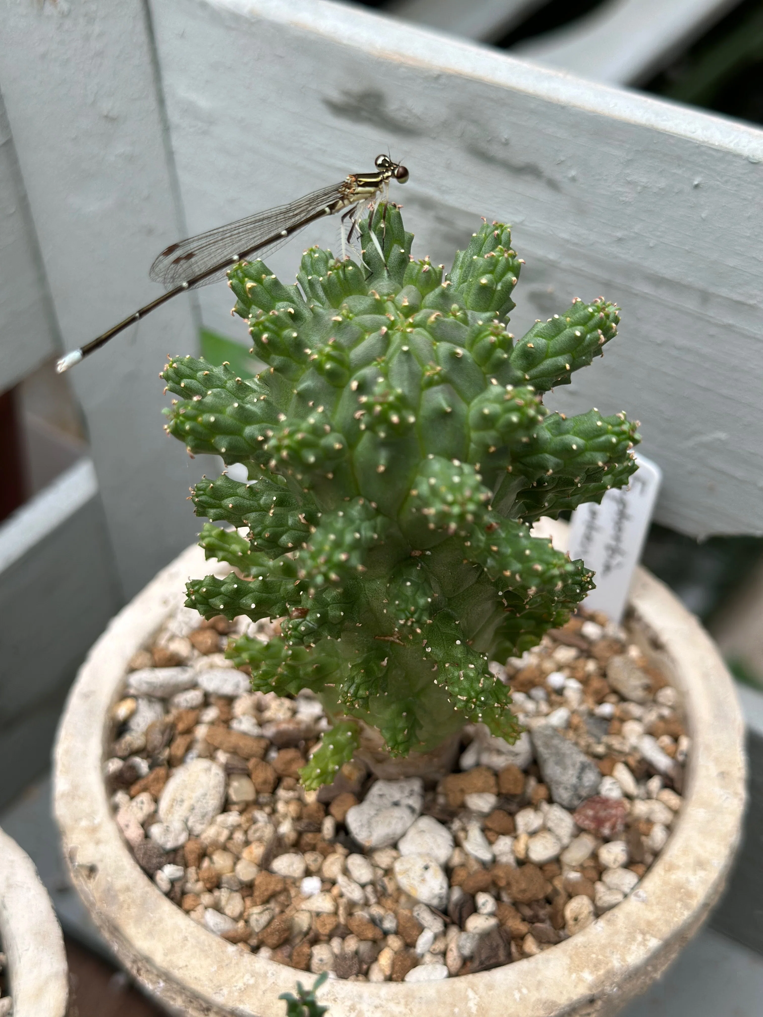 タコものユーフォルビアの記録 #2 Euphorbia gamkensis｜暇人