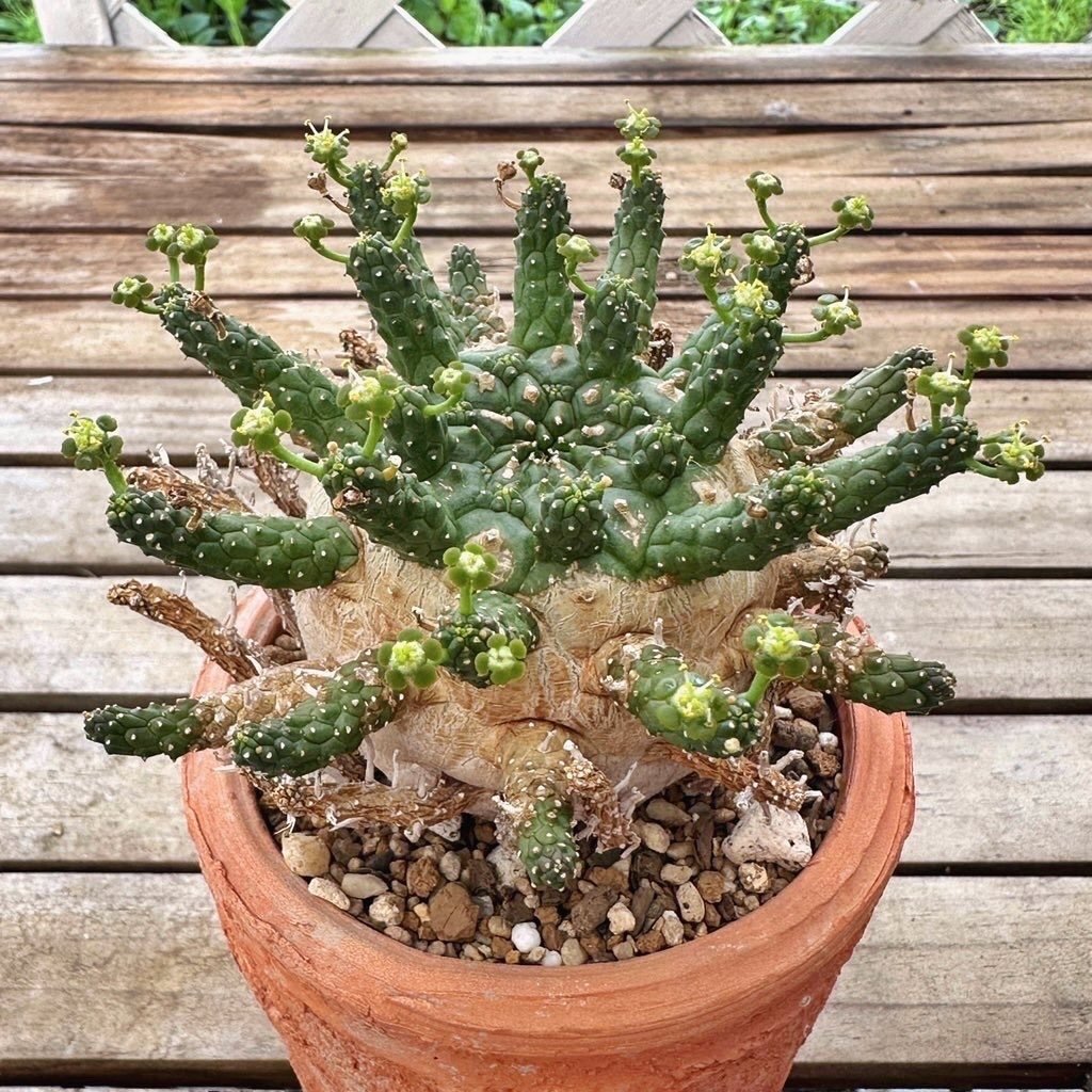 ユーフォルビア　 SP 大株　タコ物 ユーフォルビアのタコ物と擬似タコ物 | ☆ガマンマの ニク・サボ栽培