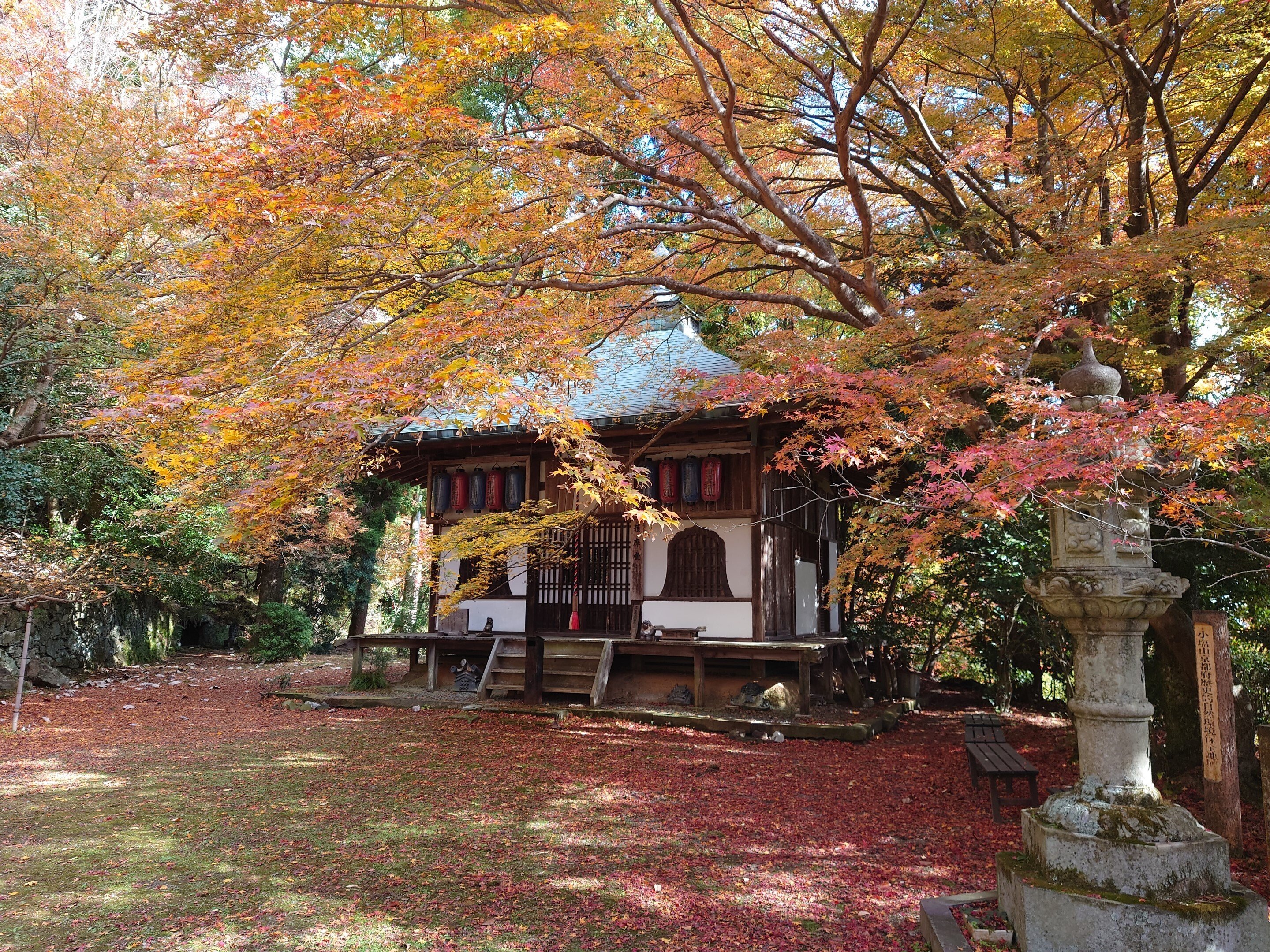 京都市 西岩倉山 金蔵寺2021年11月24日【紅葉】|レタス 京都市 西岩倉山 金蔵寺2021年11月24日【紅葉】|レタス