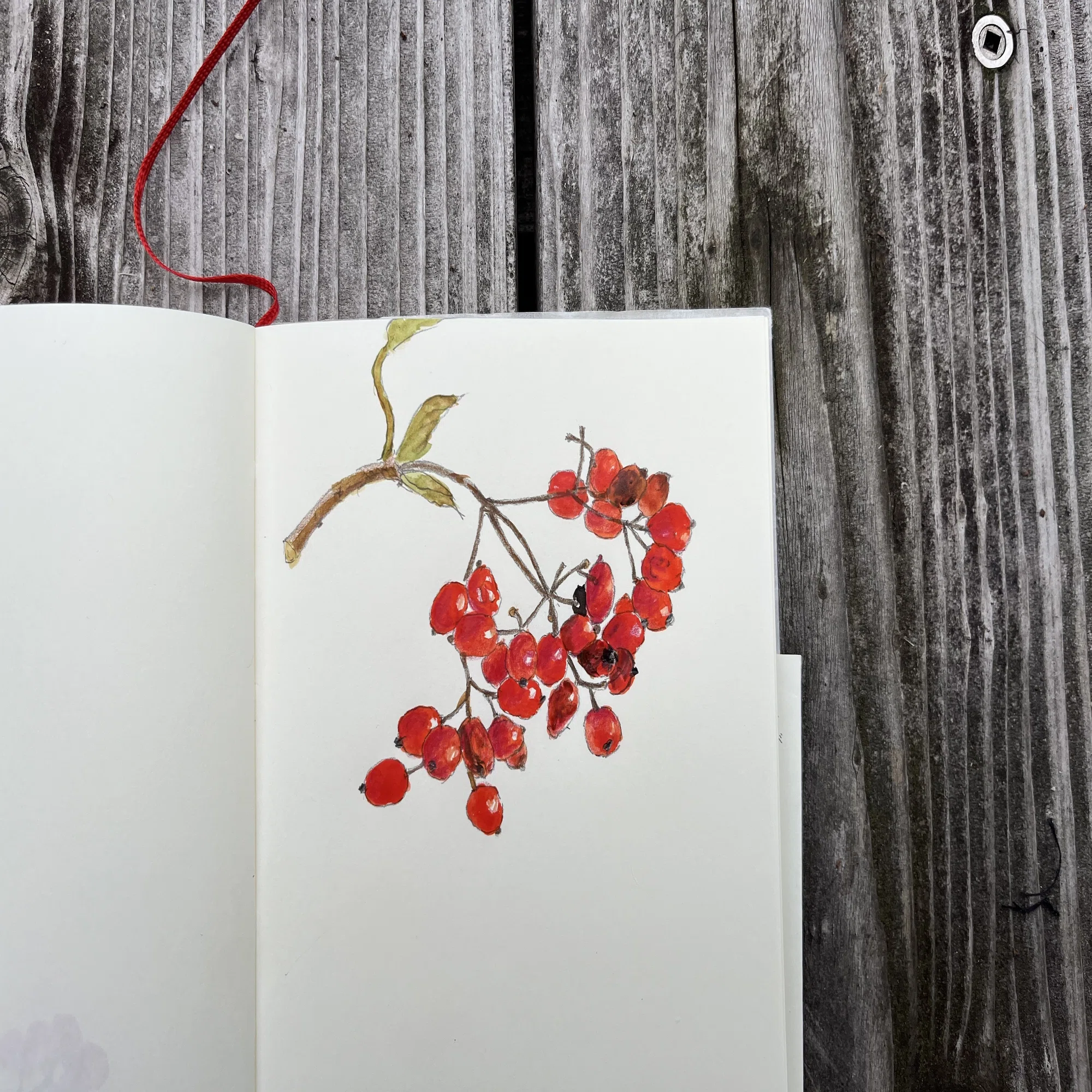 好きでよくお手本にしていたSARA MIDDAの植物画｜toti