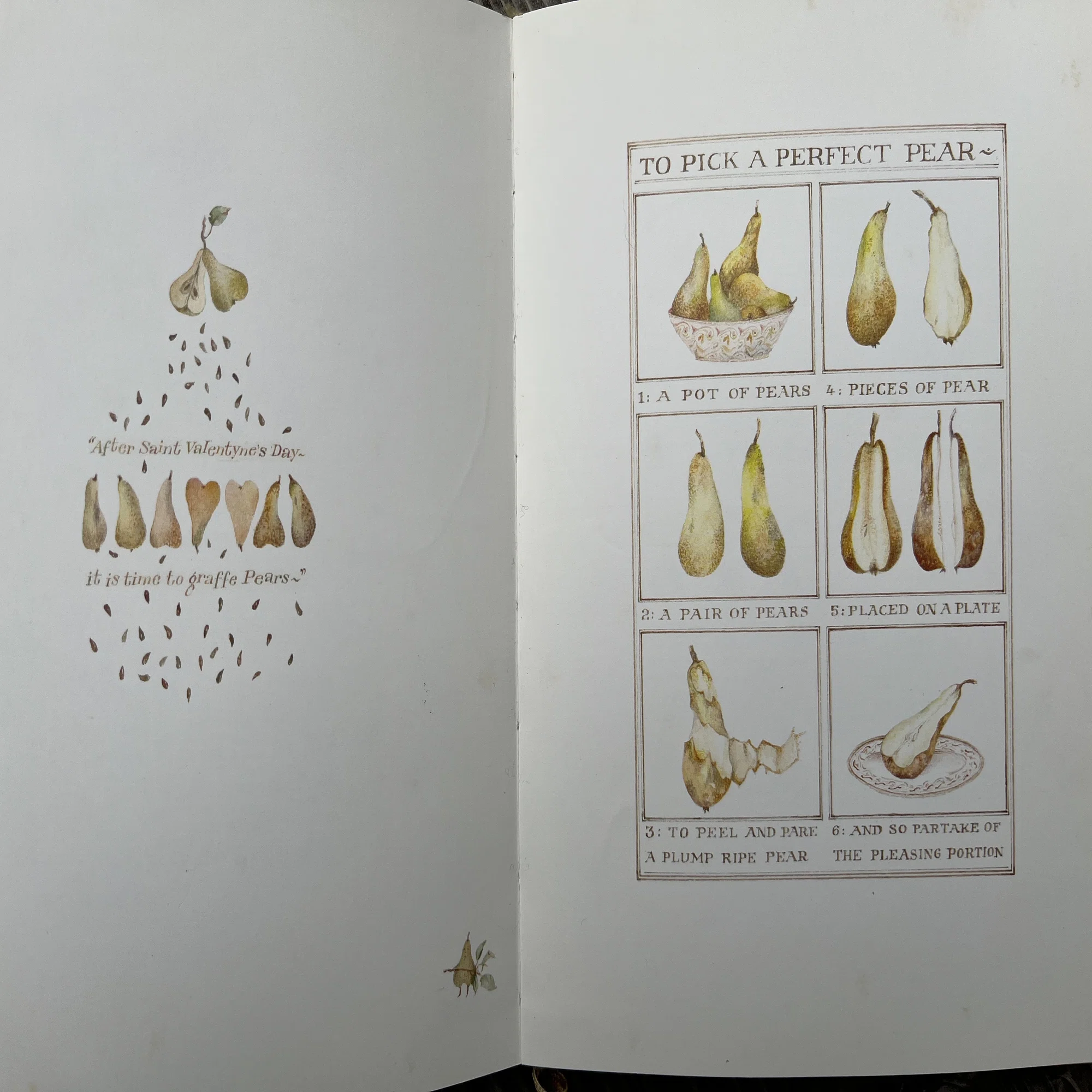 好きでよくお手本にしていたSARA MIDDAの植物画｜toti