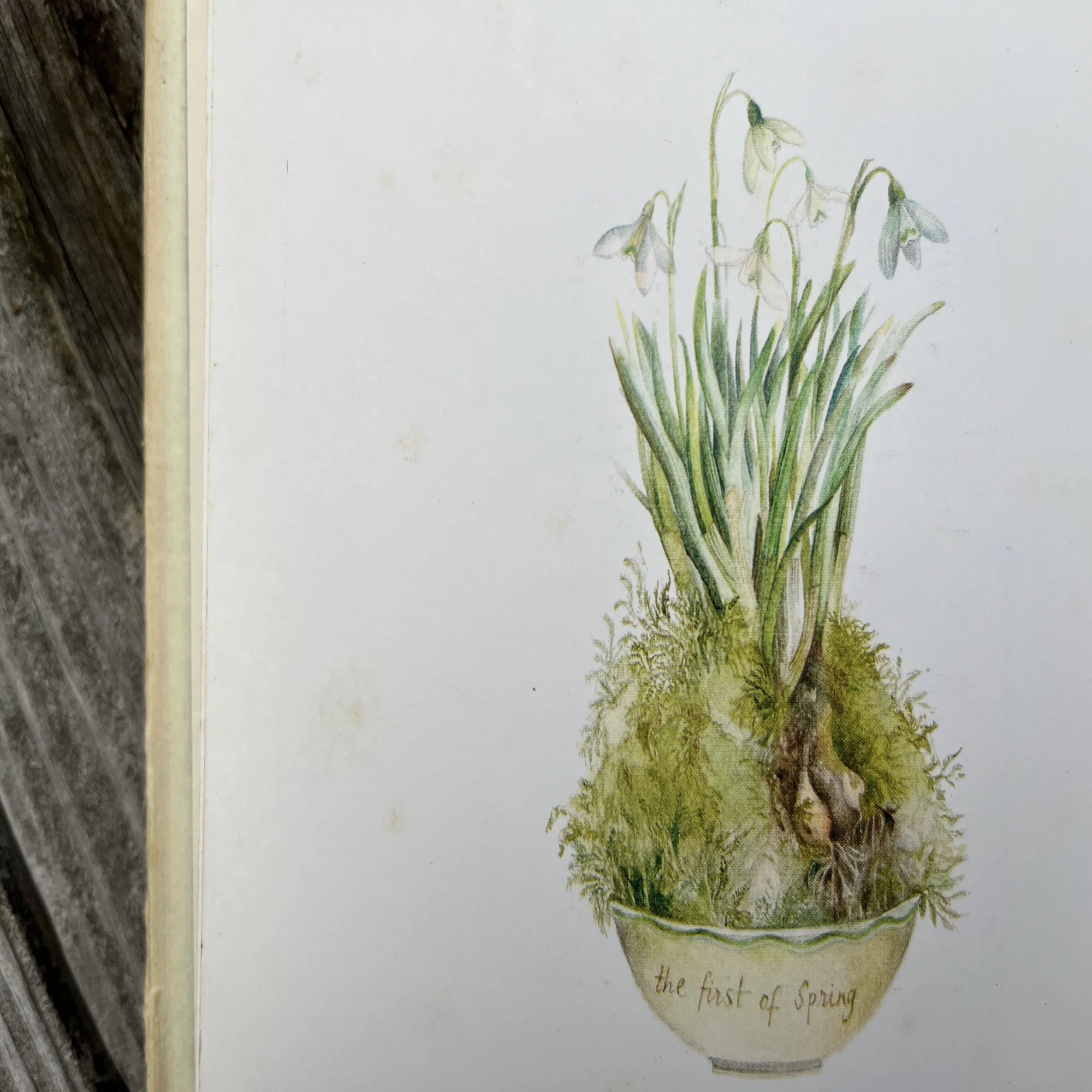 好きでよくお手本にしていたSARA MIDDAの植物画｜toti