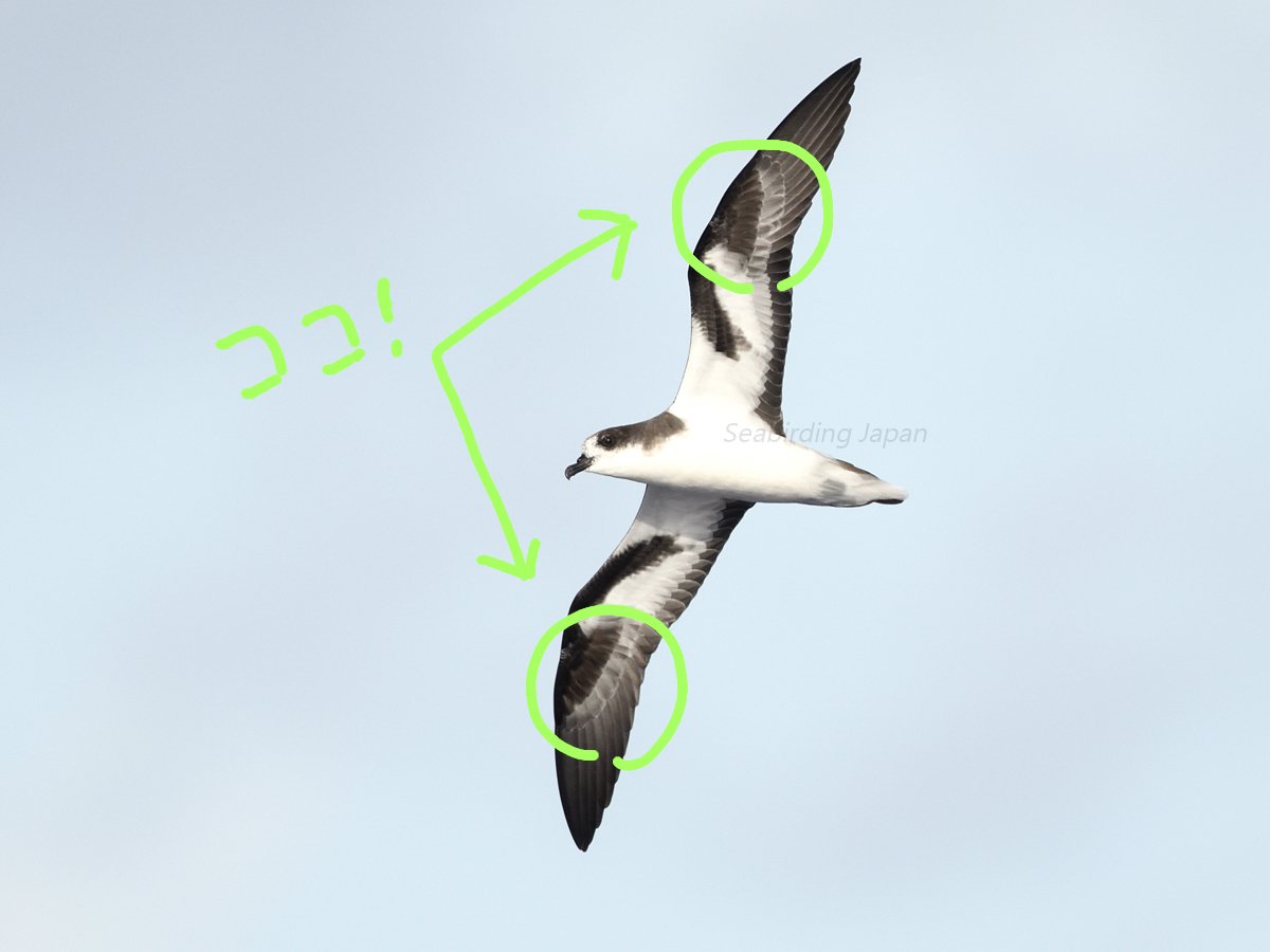 鳥類学 小型シロハラミズナギドリ類、翼下面いろいろ｜のいまん