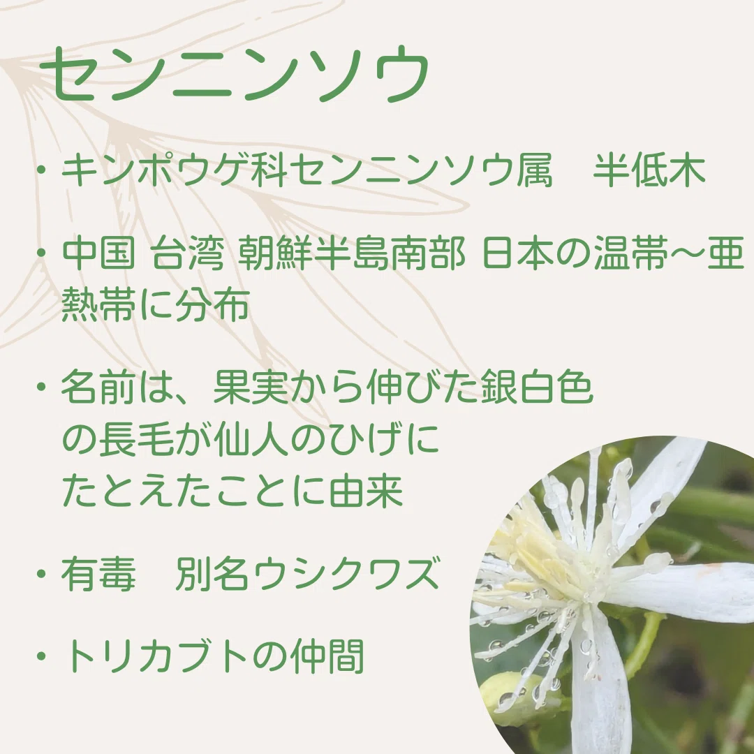 センニンソウ 有毒危険！でも不作の時はなんとか食べられてた野草｜ぜん