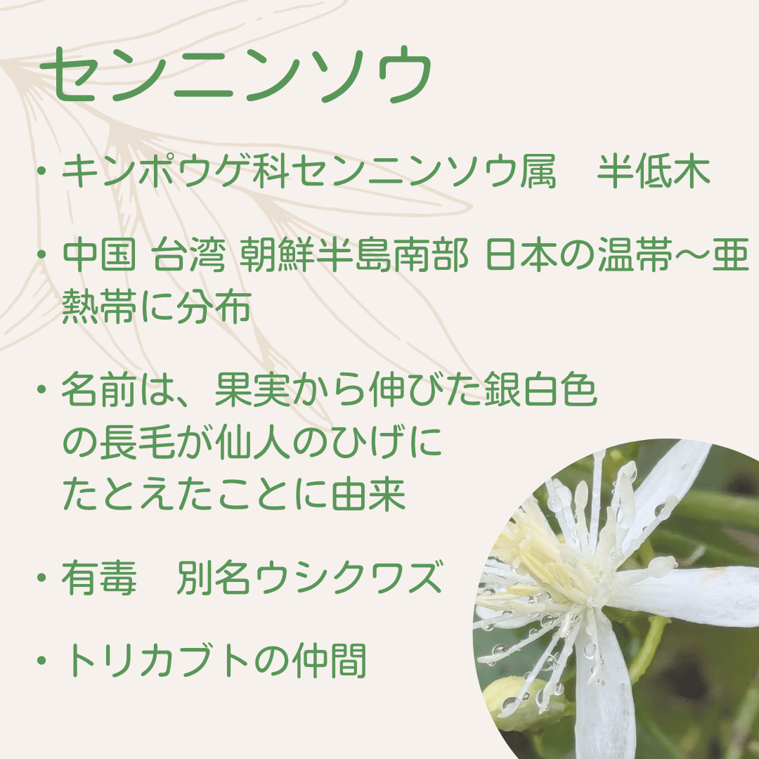センニンソウ他　野の花　ご確認用 センニンソウ他 野の花 ご確認用