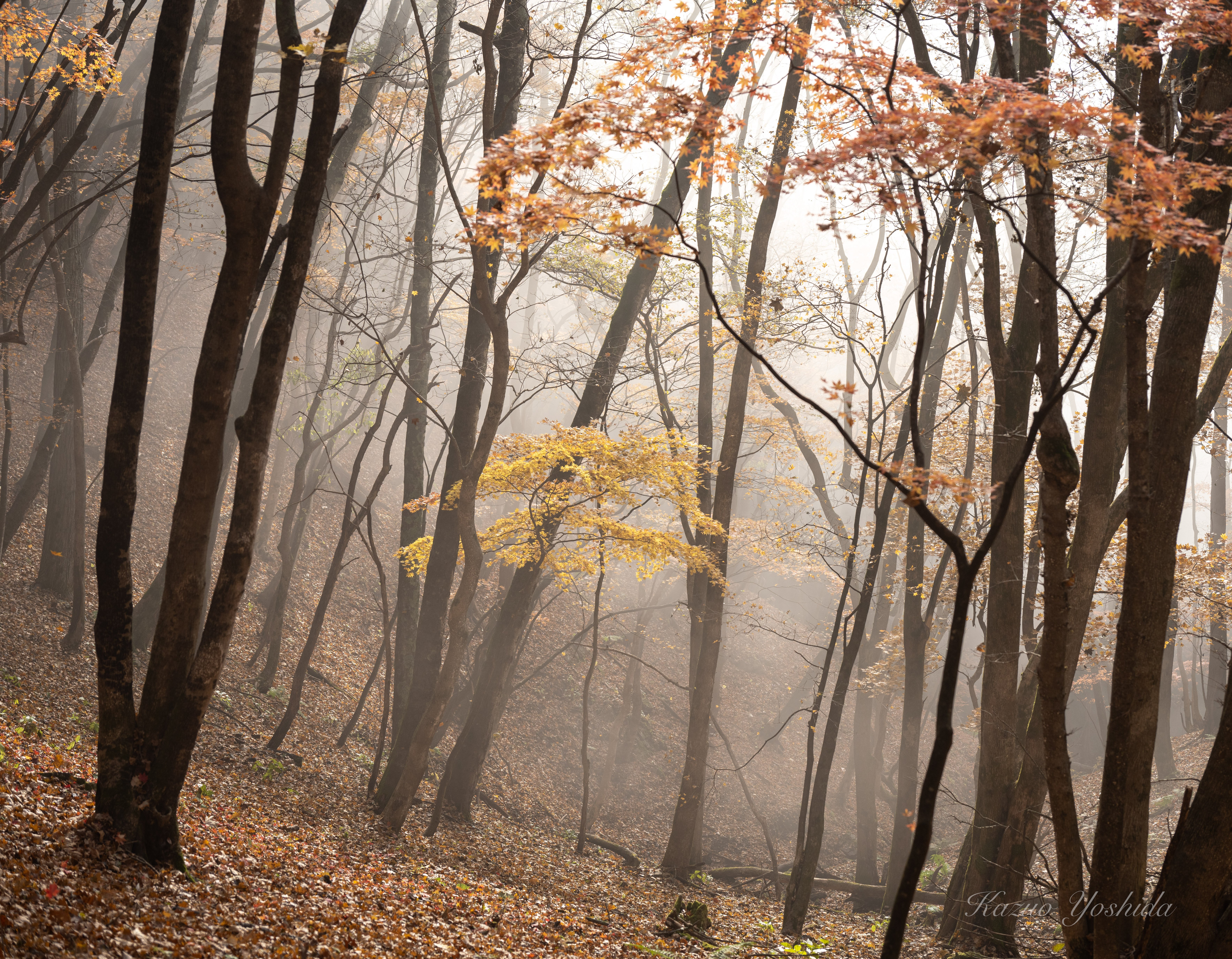 紅白梅図屏風 - MOA美術館｜無為の茶客 | Kazuo Yoshida
