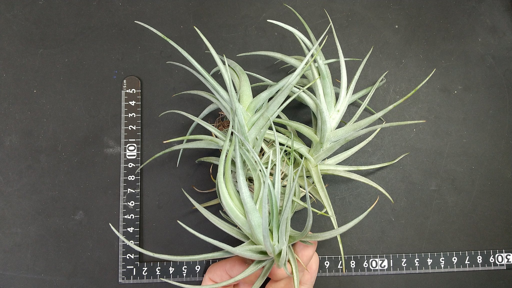 チランジア入荷リスト11/15|NatureGarden🌿神田 チランジア入荷リスト11/15|NatureGarden🌿神田