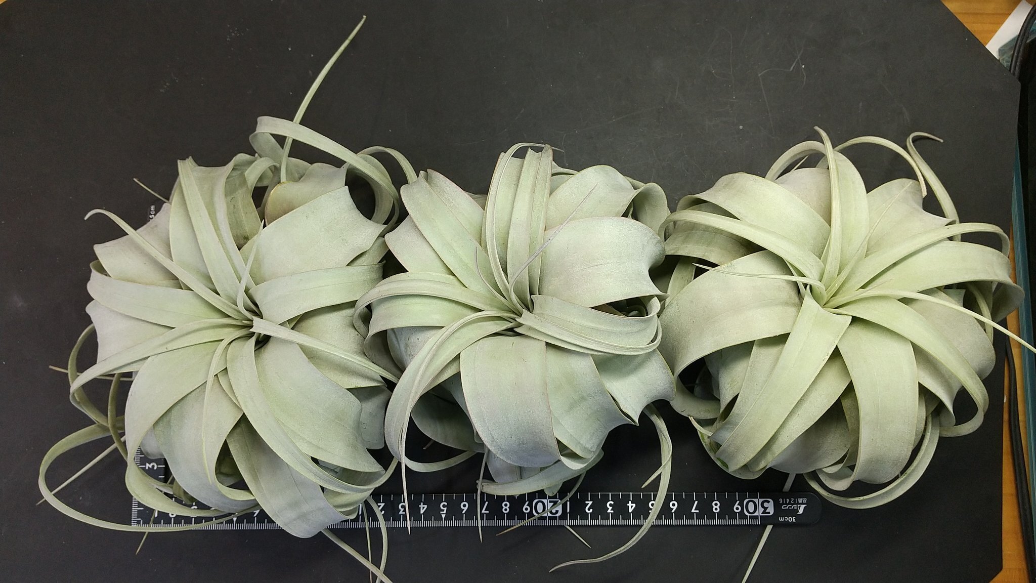 チランジア入荷リスト11/15｜NatureGarden🌿神田