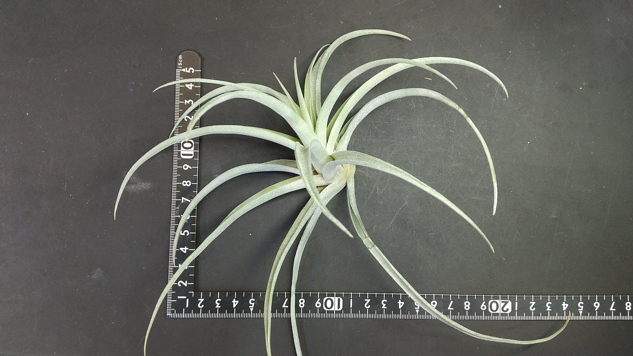 チランジア入荷リスト11/15|NatureGarden🌿神田 チランジア入荷リスト11/15|NatureGarden🌿神田