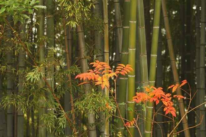 紅葉、黄葉＞それぞれの彩り｜清愁