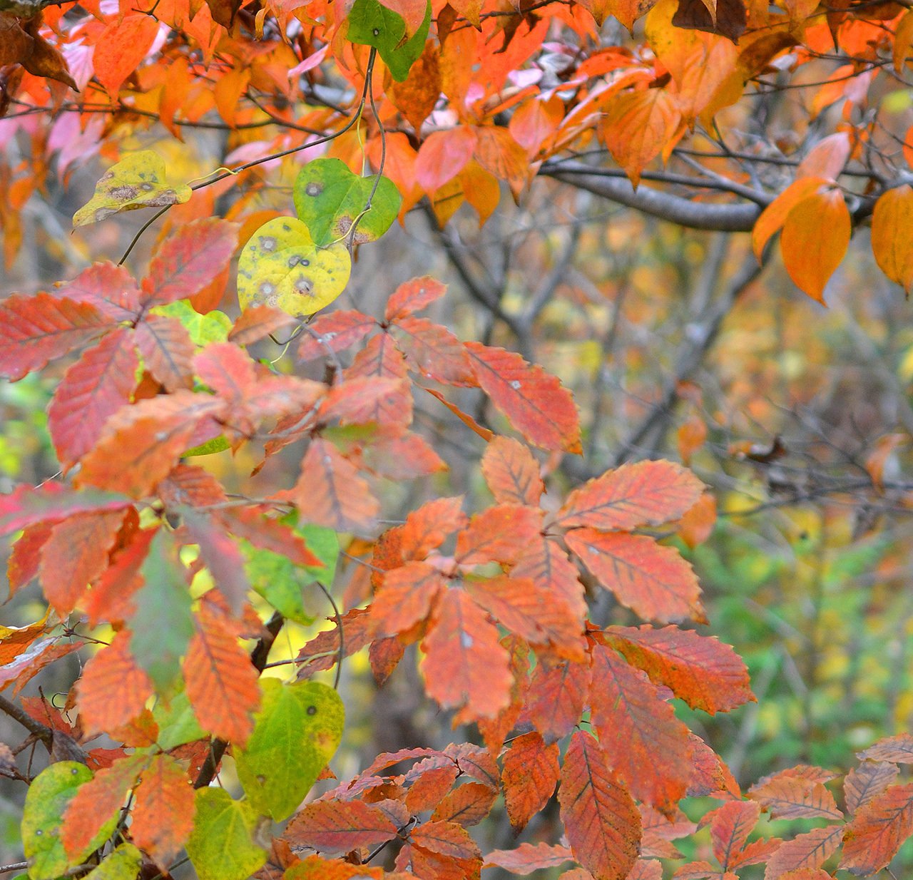 「秋人の庭」有明モミジ 秋人の庭」有明モミジ 秋人の庭」有明モミジ 秋人の庭」有明モミジ
