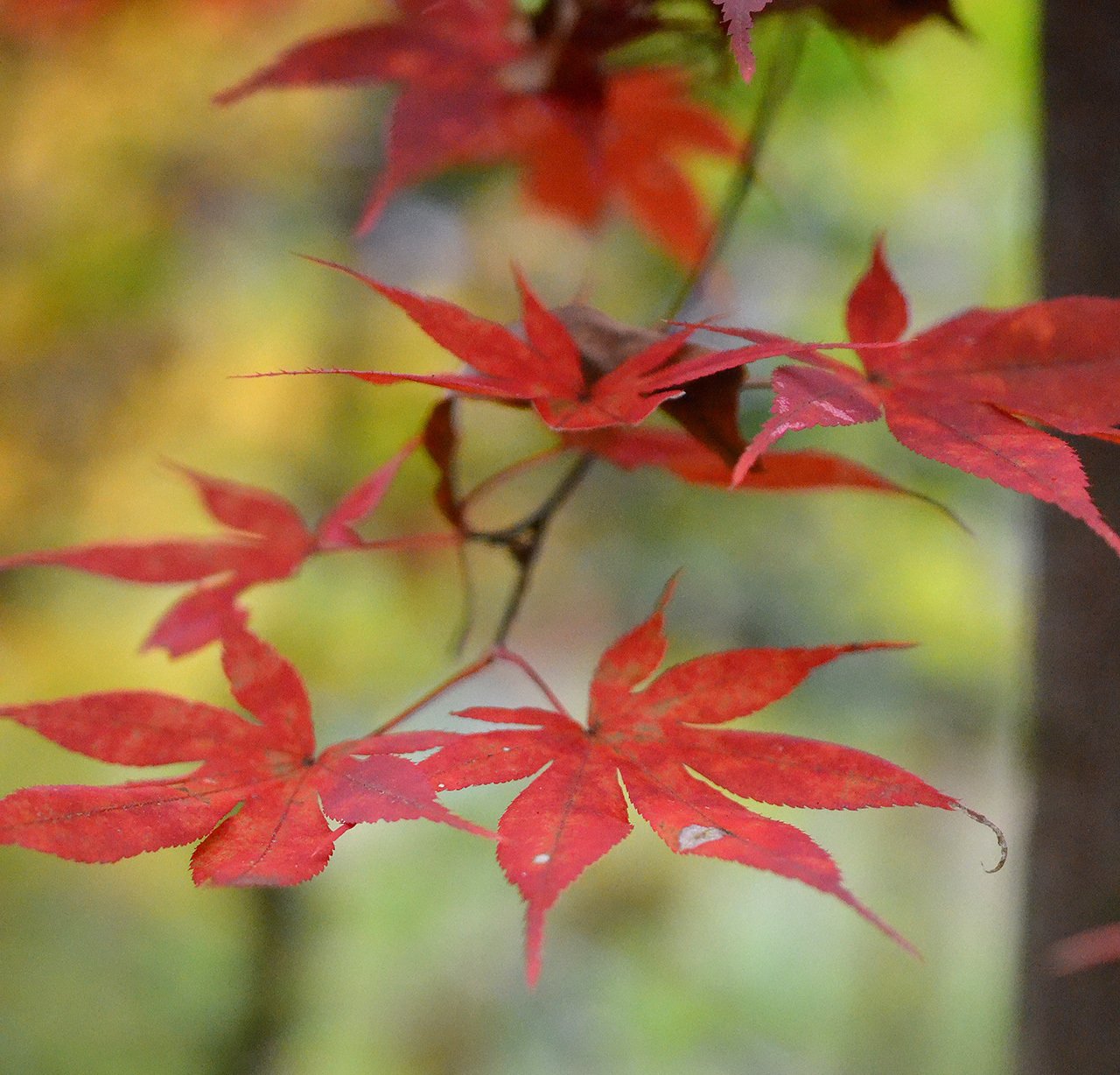 庭の紅葉（黄葉）が盛りを過ぎ、晩秋の気配…あっという間に進ん