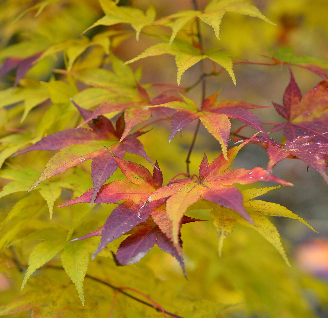 庭の紅葉（黄葉）が盛りを過ぎ、晩秋の気配…あっという間に進んだ秋