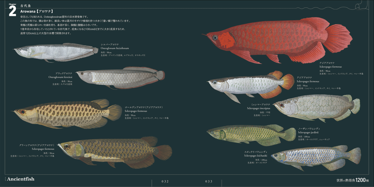 アジアアロワナ、熱帯魚大図鑑、ザッ大型熱帯魚 アジアアロワナ、熱帯魚大図鑑、ザッ大型熱帯魚