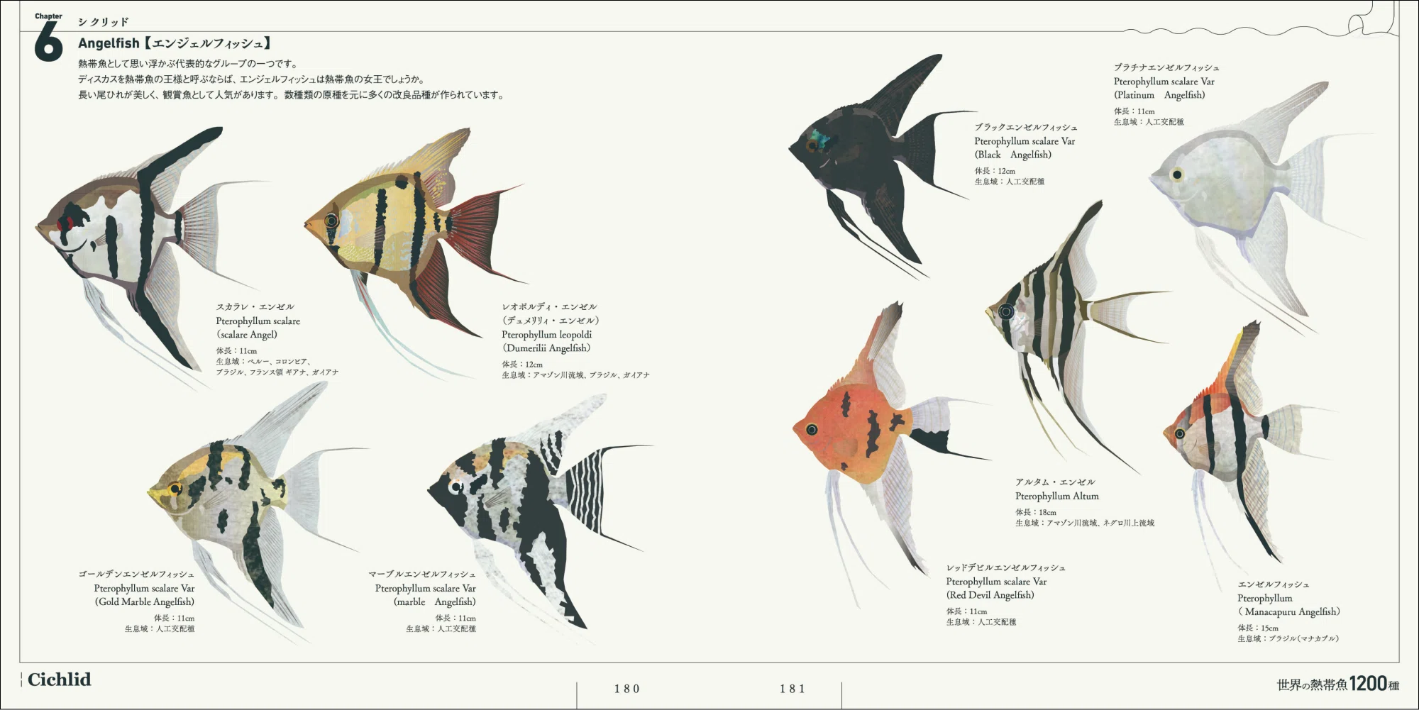 バンダイ　DG熱帯魚　8種【未開封新品】 熱帯魚の魚体を正確に描いた画集『世界の熱帯魚1200種』11月発売