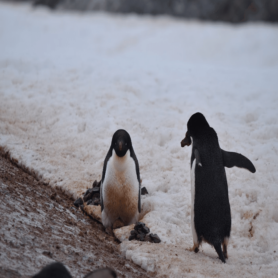 南極3日目の新婚夫婦（ウエディングフォトと繁殖期のペンギンたち）｜ゆか