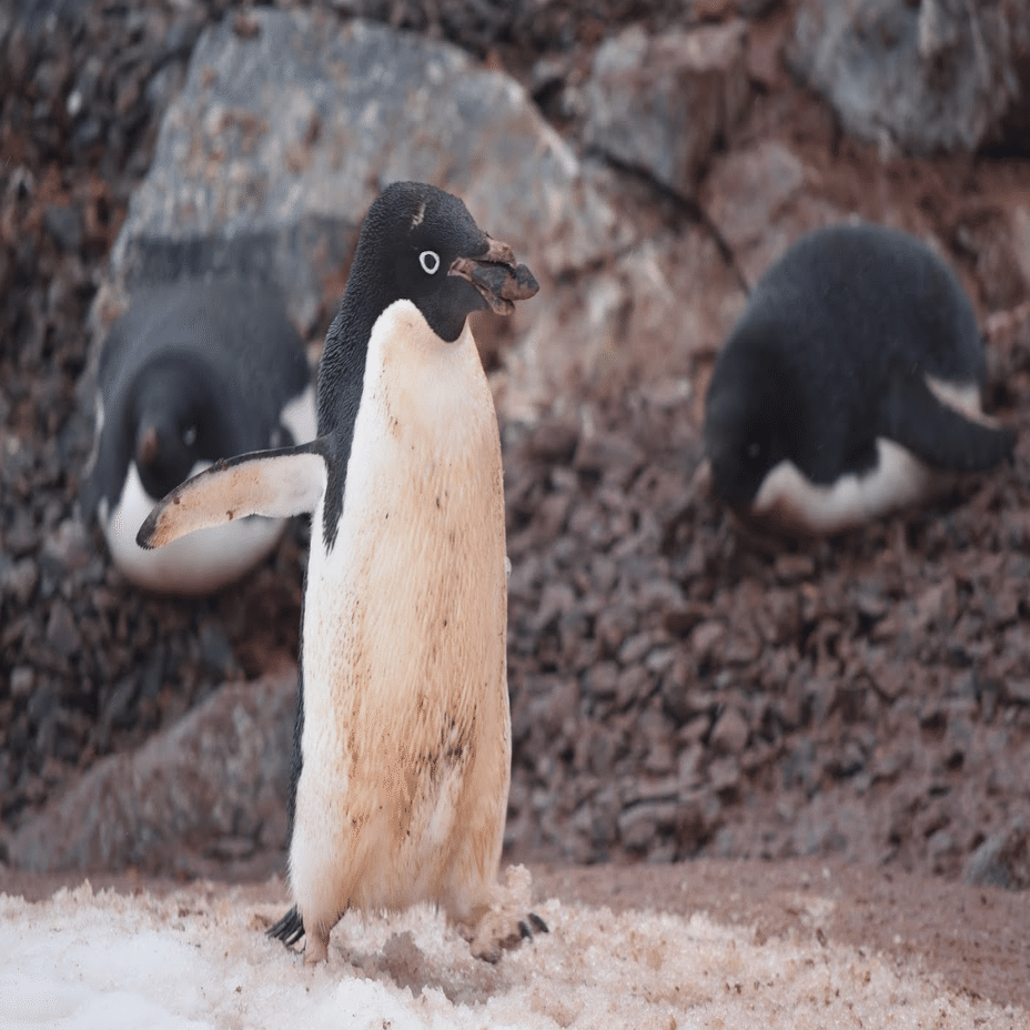 南極3日目の新婚夫婦（ウエディングフォトと繁殖期のペンギンたち）｜ゆか