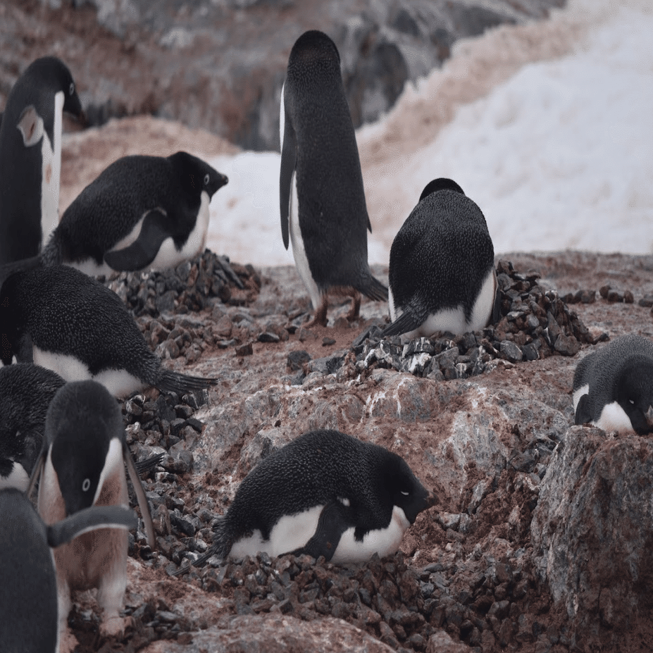 南極3日目の新婚夫婦（ウエディングフォトと繁殖期のペンギンたち）｜ゆか