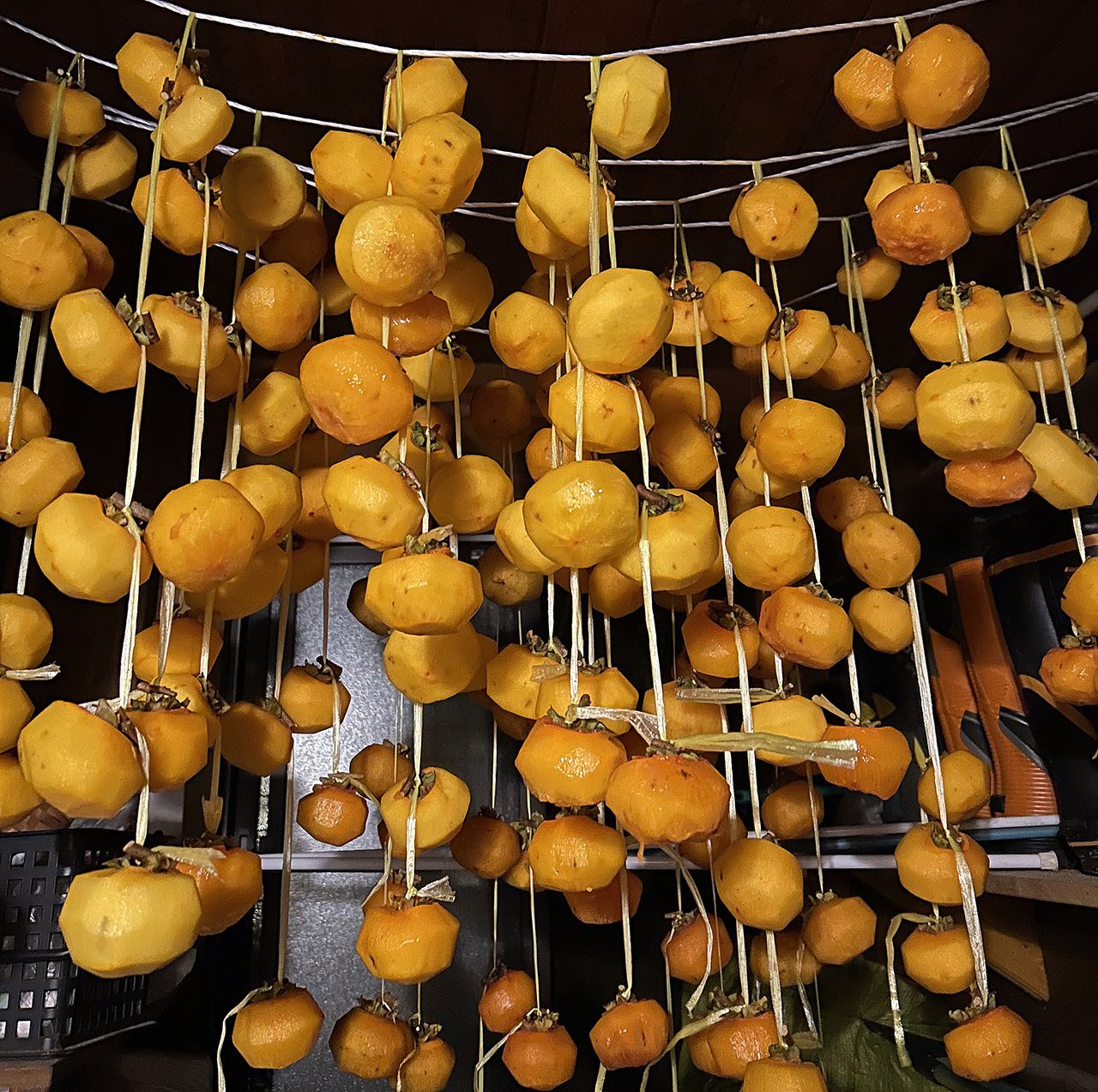 庭の紅葉（黄葉）が盛りを過ぎ、晩秋の気配…あっという間に進ん