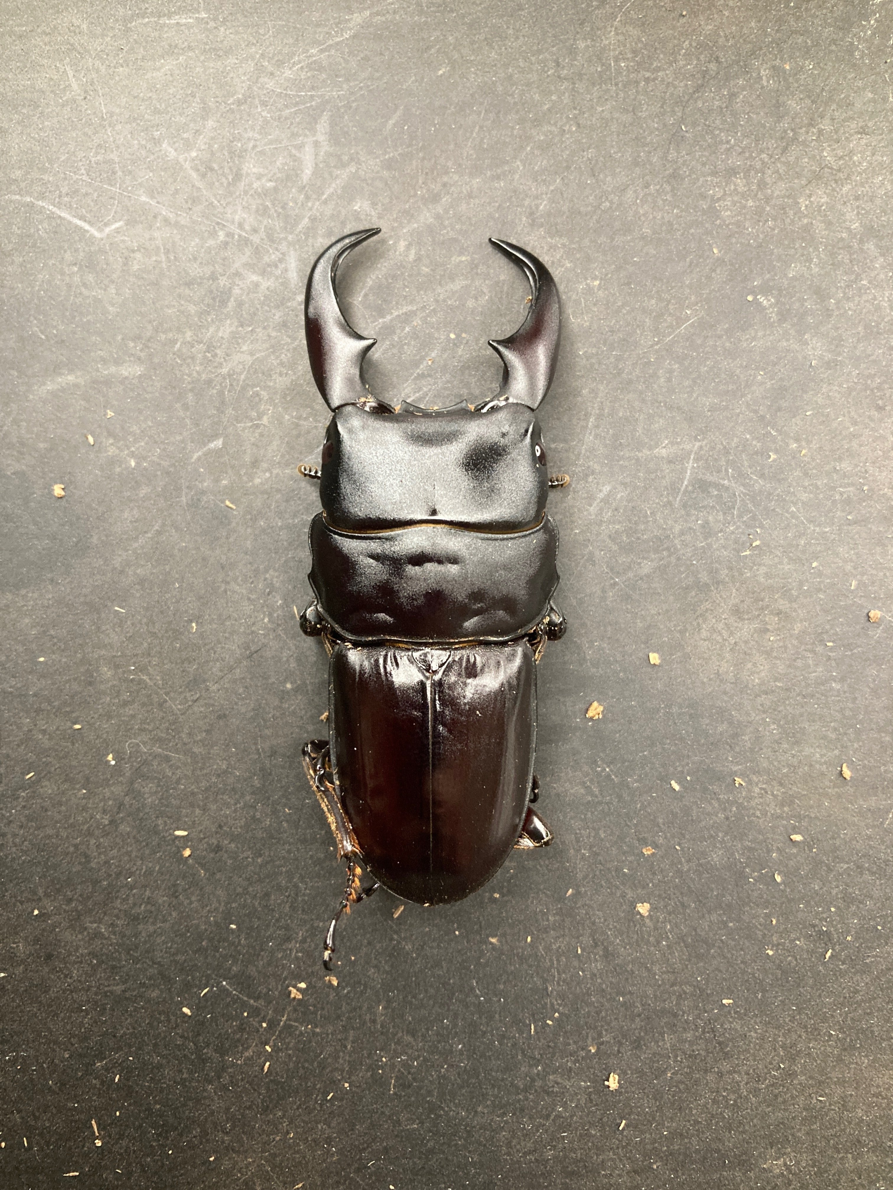 ミークヒラタクワガタ(亜種delislei) 飼育記#2｜ヤヴカラヴォー