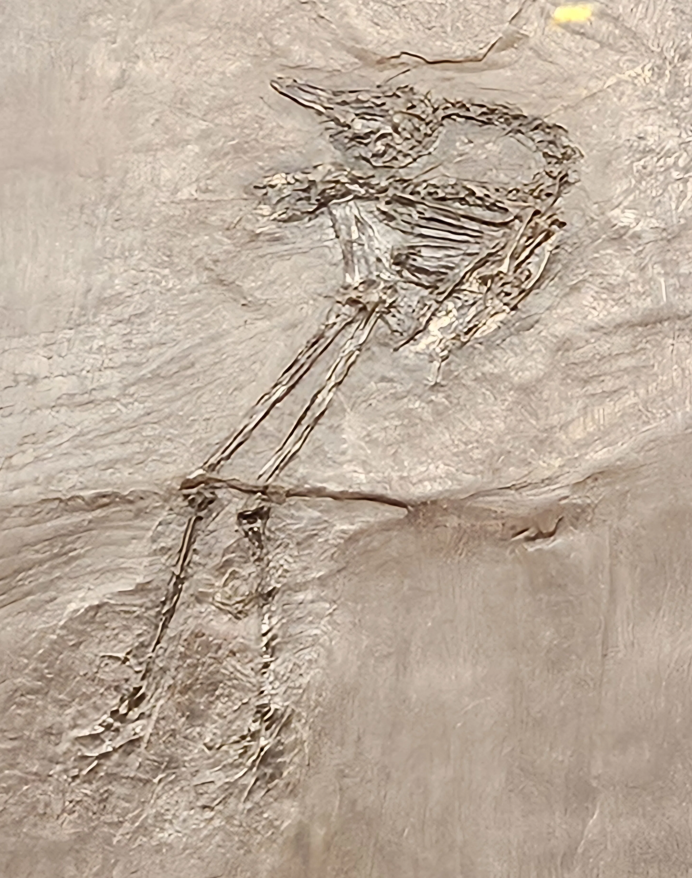 The Lost Universe 古代の巨大水鳥①水鳥の始まり｜美原さつき