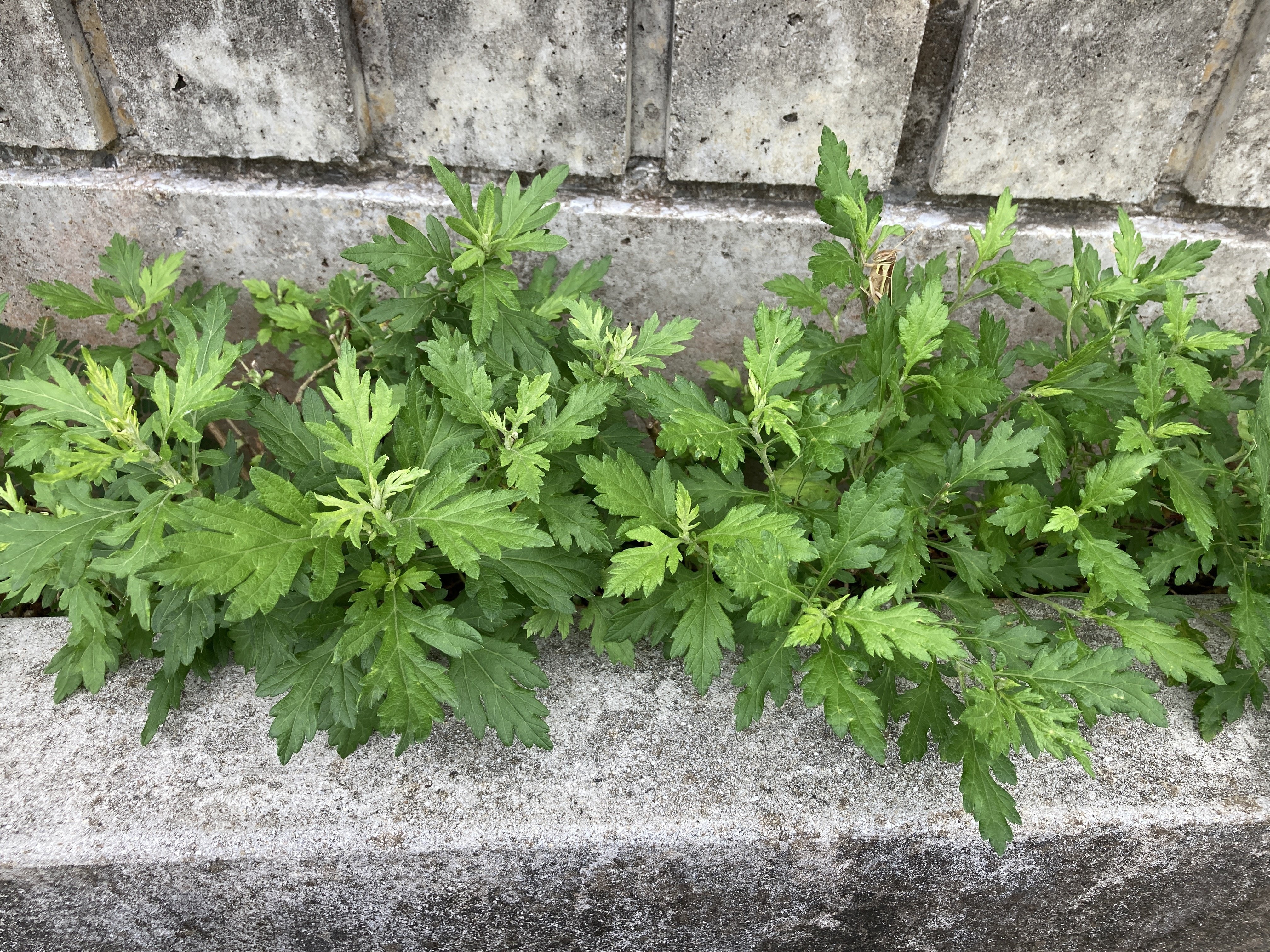 Talking with Experts 琉球料理伝承人 饒平名（のひな）千明氏