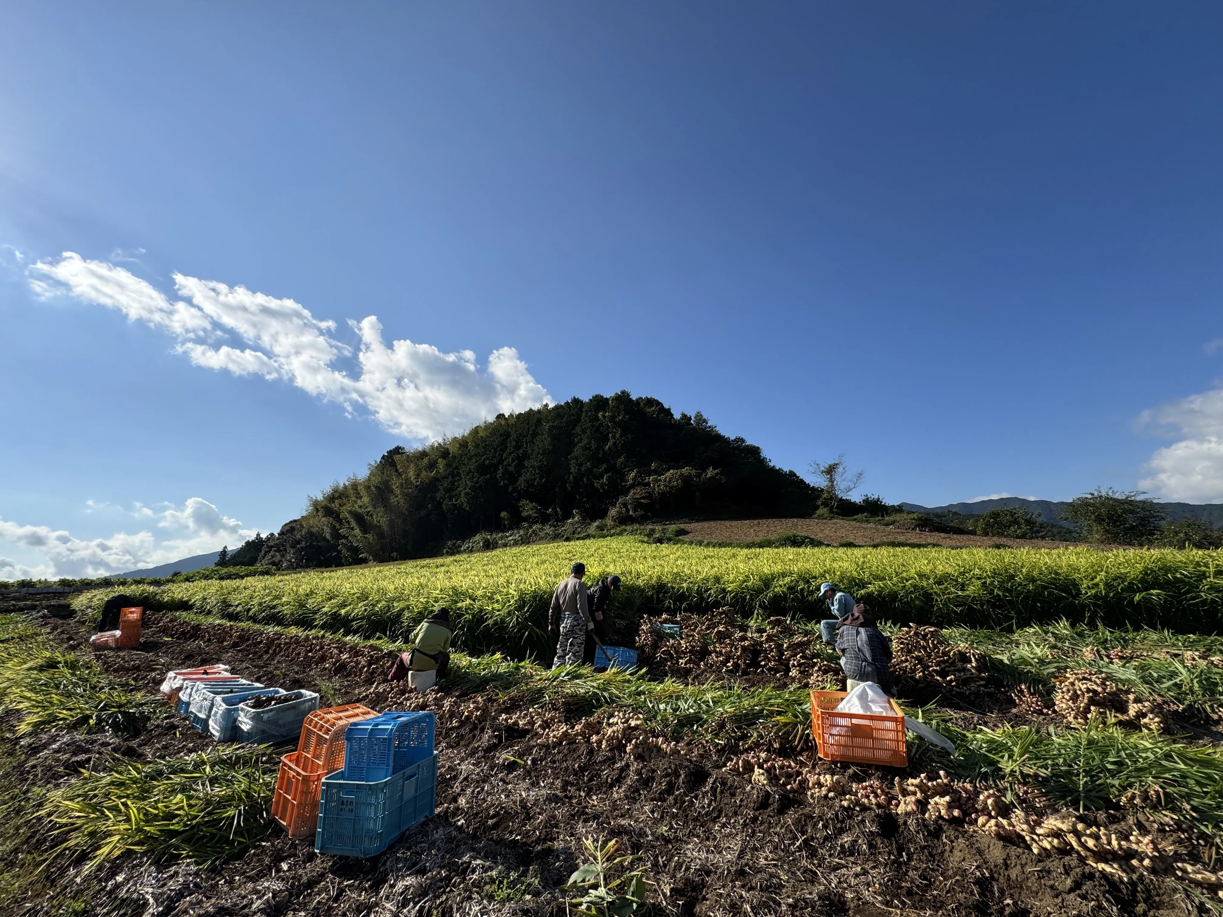 生姜の収穫体験🍀農家の皆様に感謝！｜(株)あさの@生姜屋／高知県