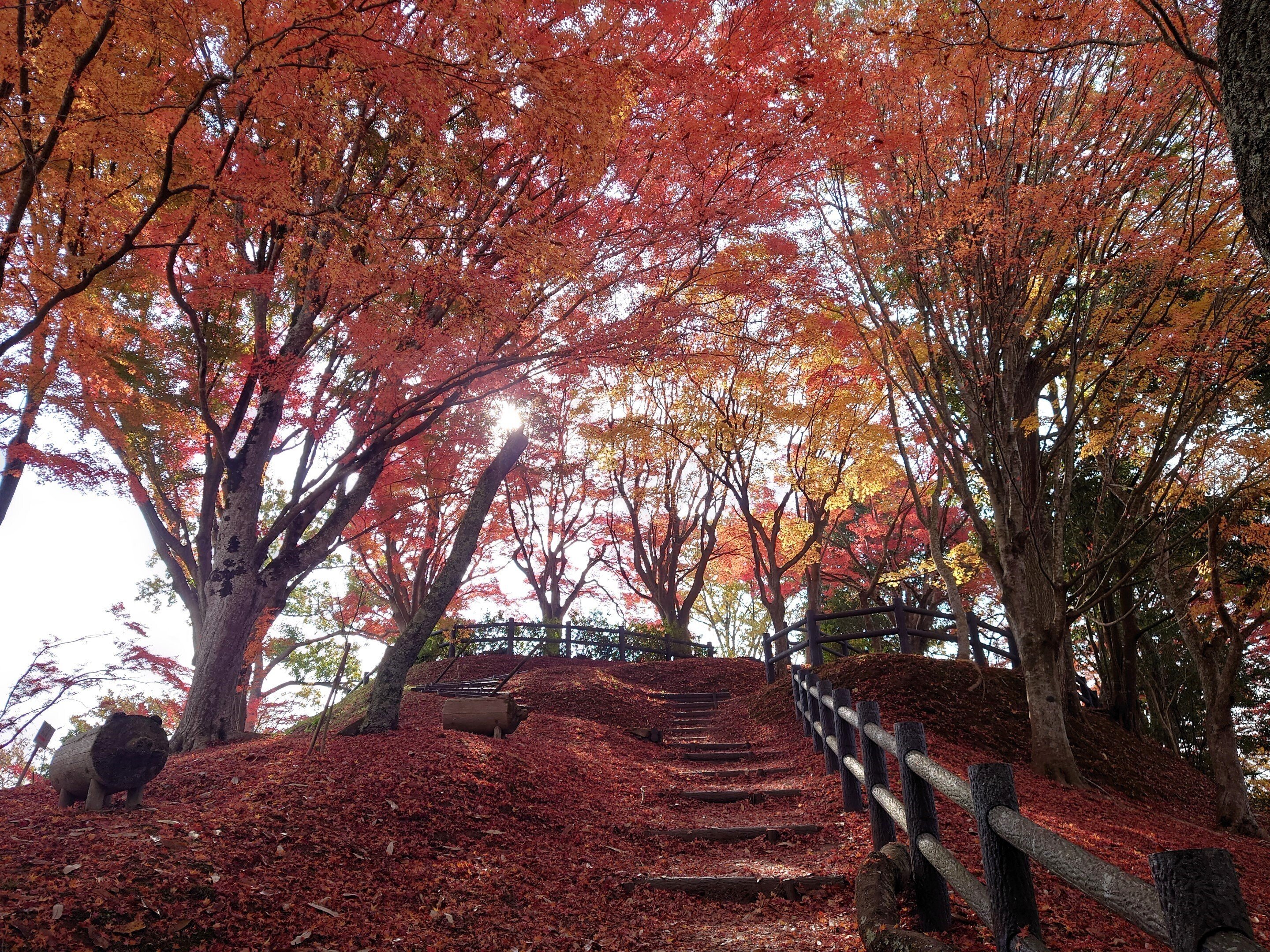 丹波篠山市 王子山公園2021年11月20日【紅葉】｜レタス