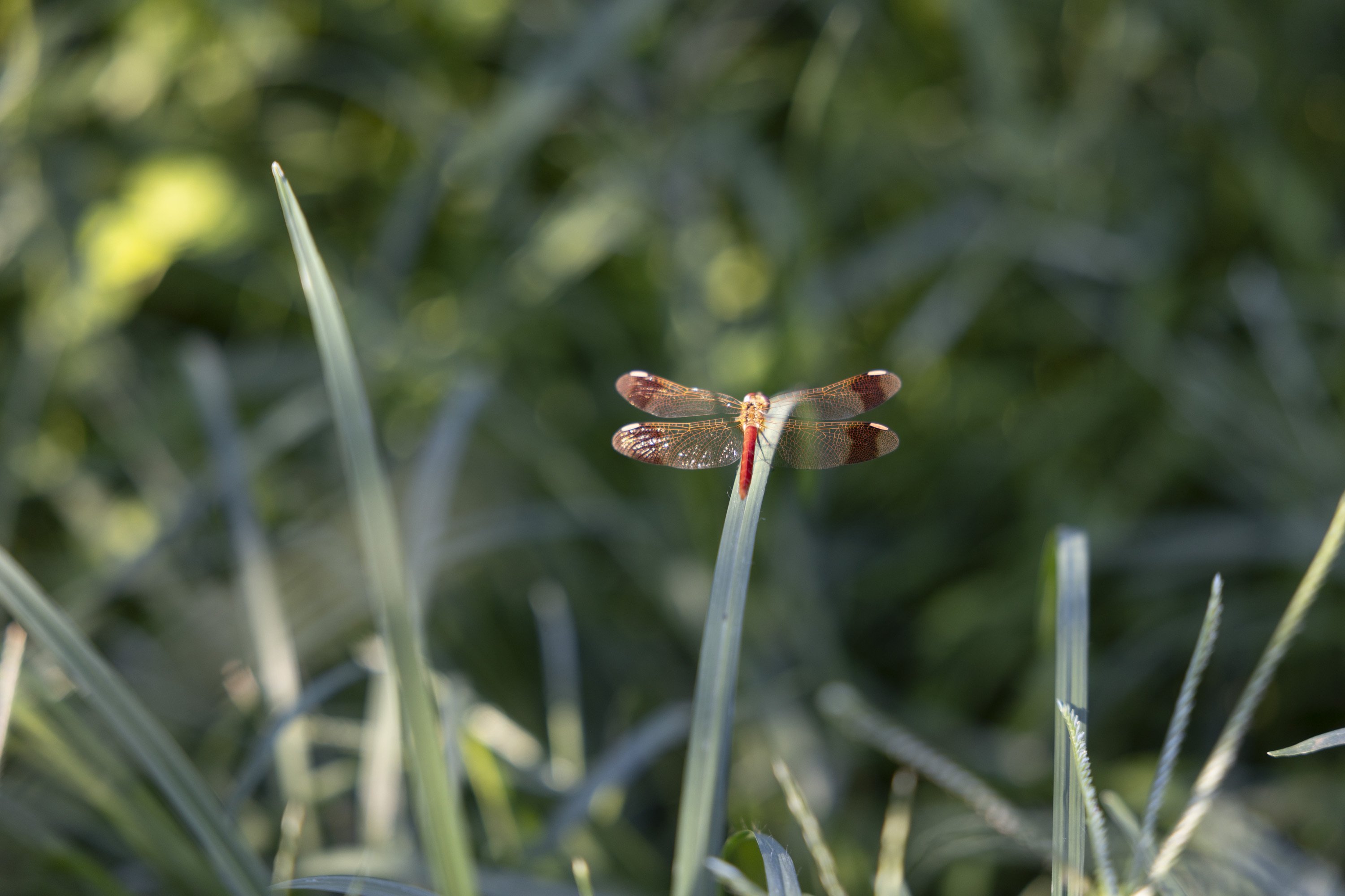 ほっこりポスター】かわさきって人だよね。（File:089 香山 真由美