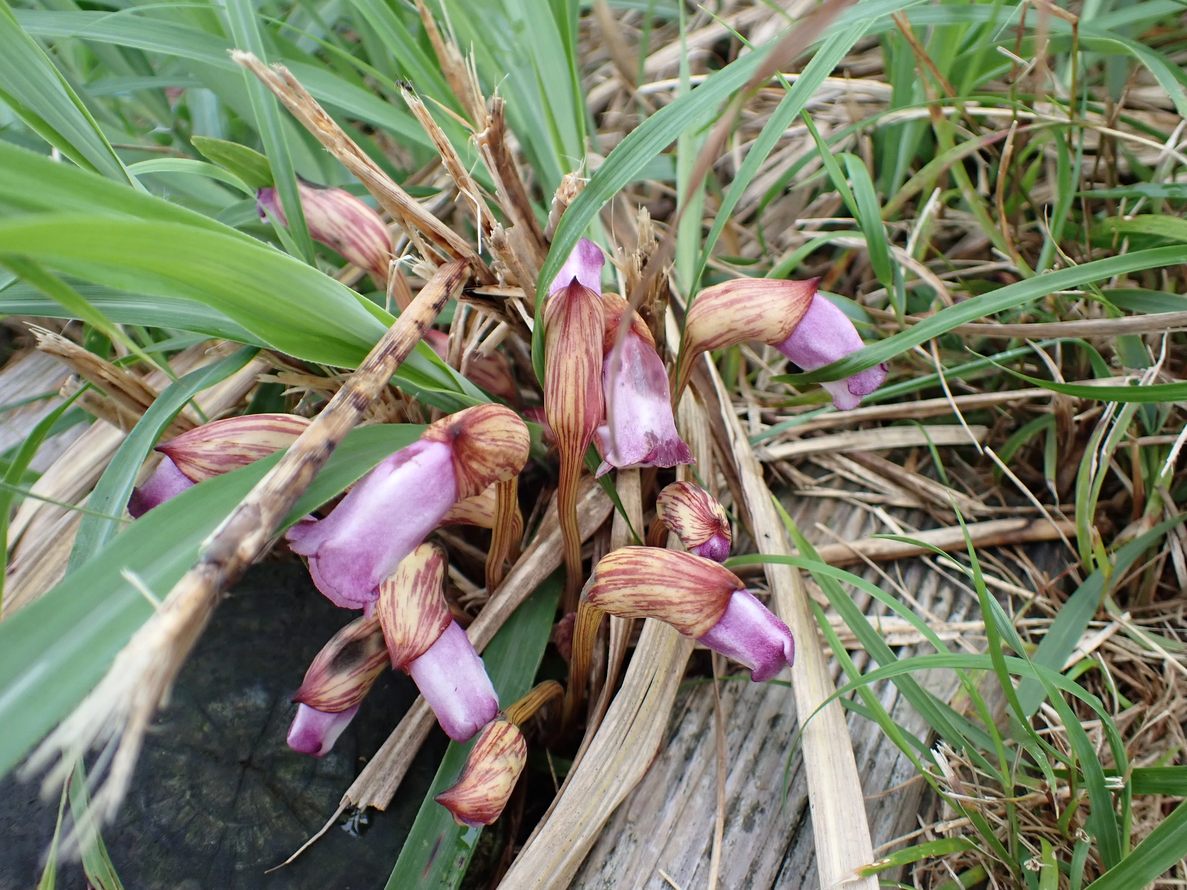 三宅島でみられる秋のお花たち｜三宅支庁産業課