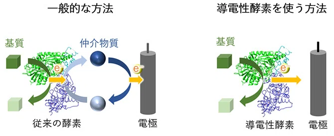 生物のもつ酵素の力を解明し、クリーンで高効率な技術開発につなげる