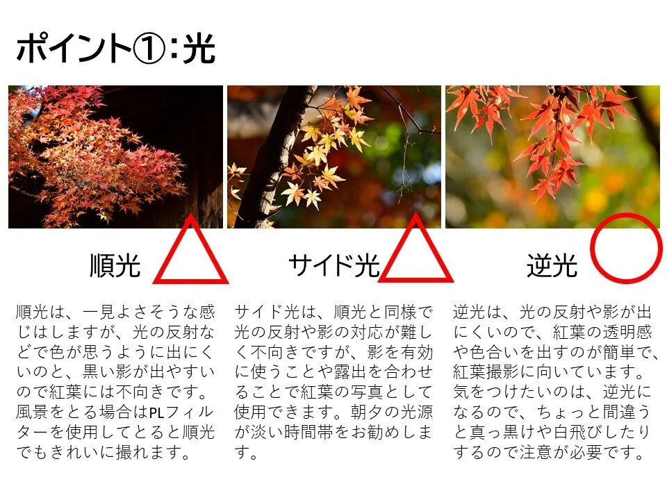 色鮮やかに撮りたい「紅葉」｜橘内清隆 | だて市政だより前担当者の