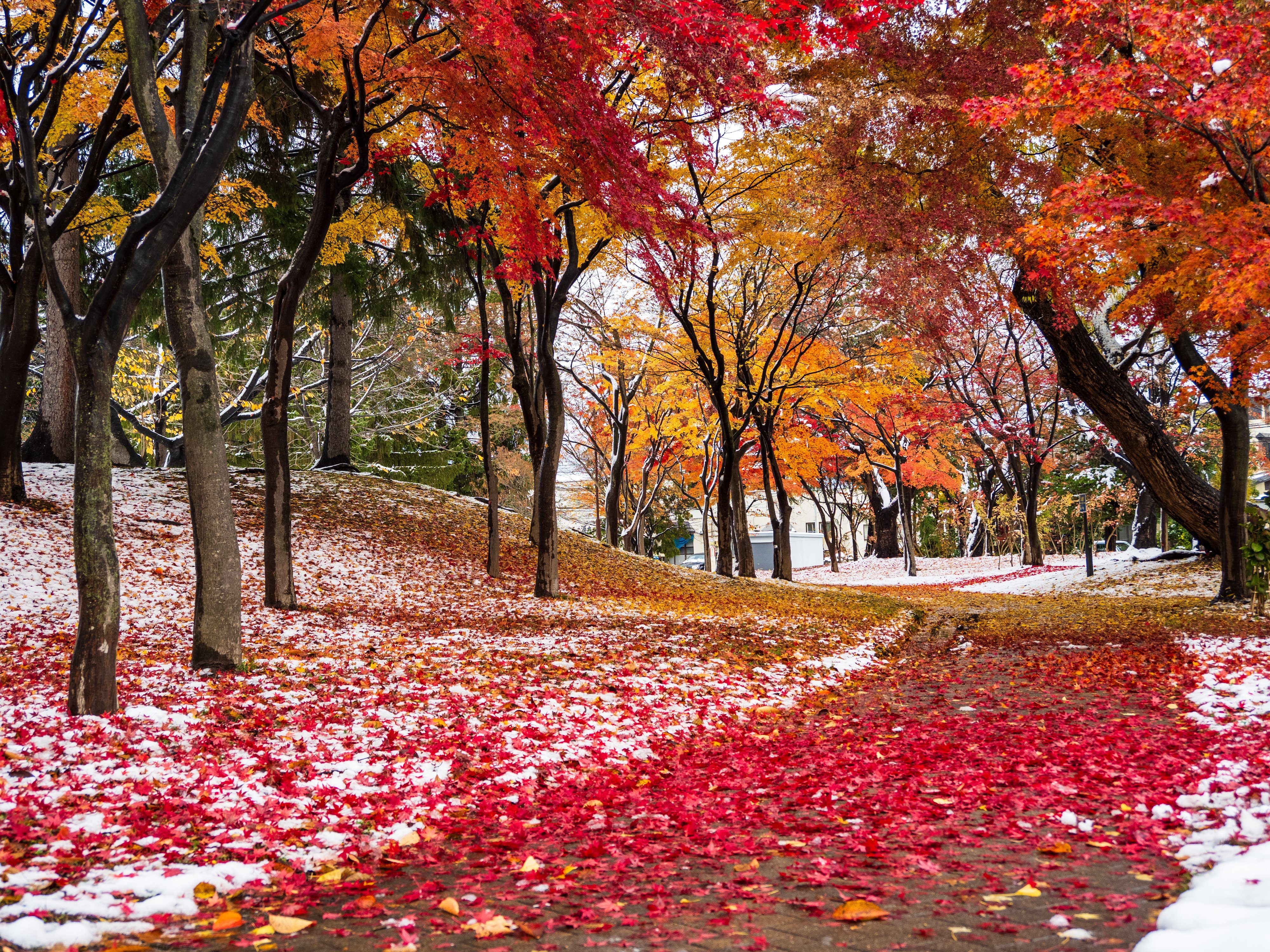 紅葉様 紅葉と雪の長四郎公園を撮らずにいられなかった（OM-D E-M5 MarkⅢ