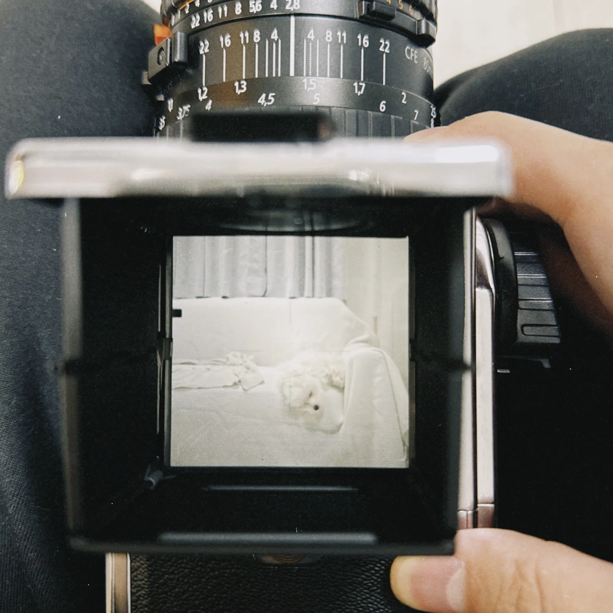 はじめてのHASSELBLAD503CW｜村田雄平
