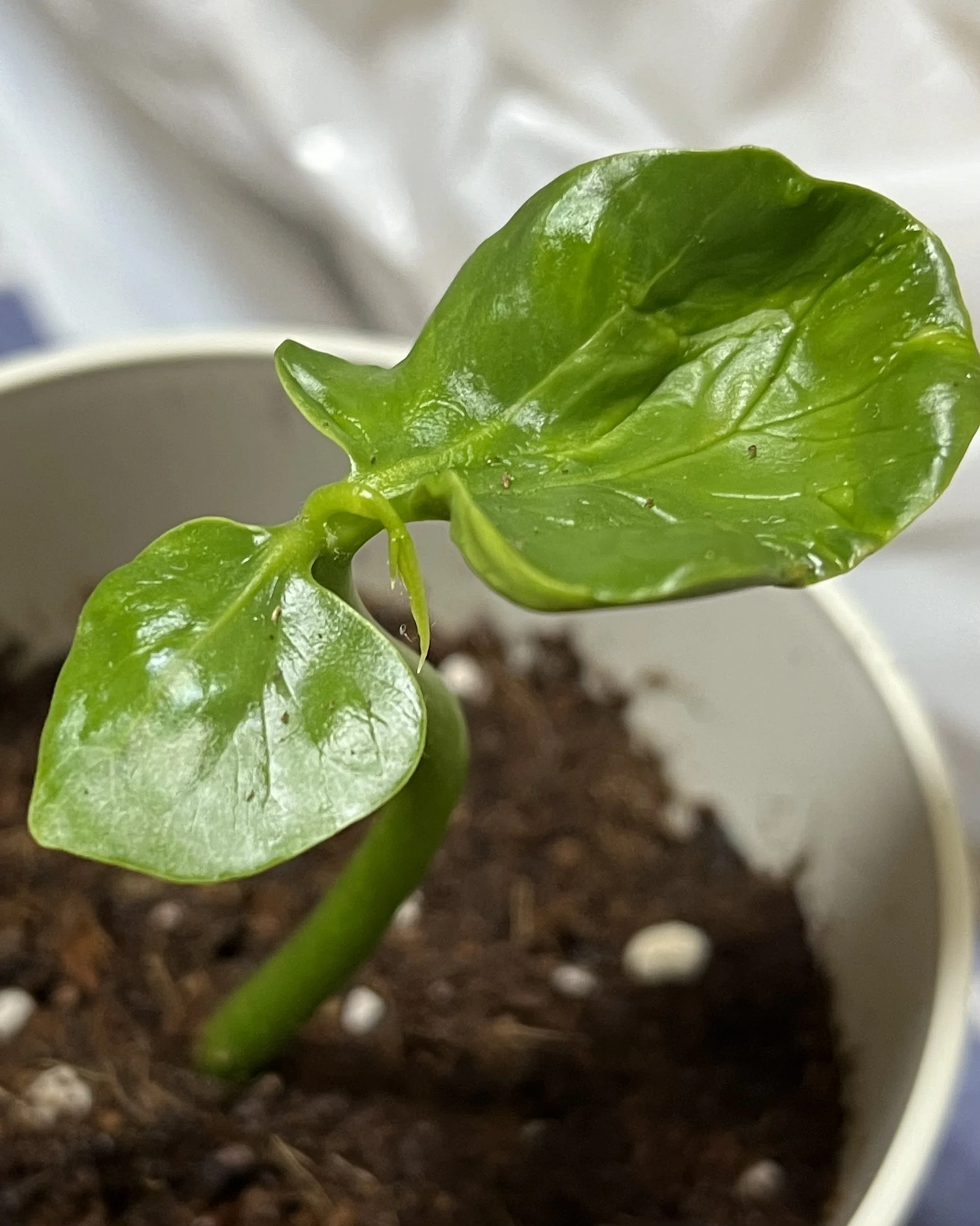 パキラの種｜木の実♪
