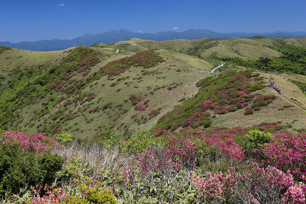 71 大川嶺のツルギミツバツツジ｜sasayan