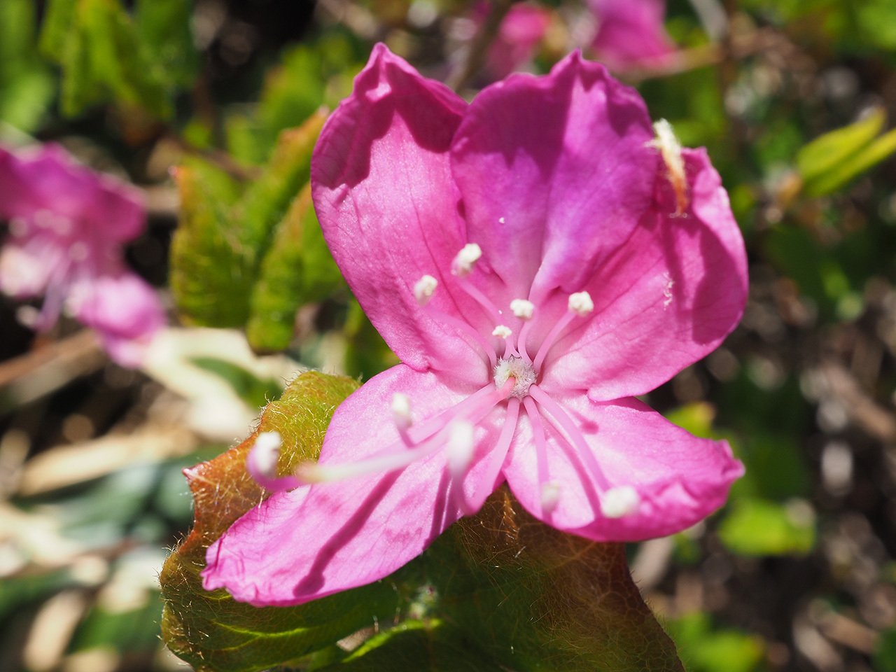 71 大川嶺のツルギミツバツツジ｜sasayan