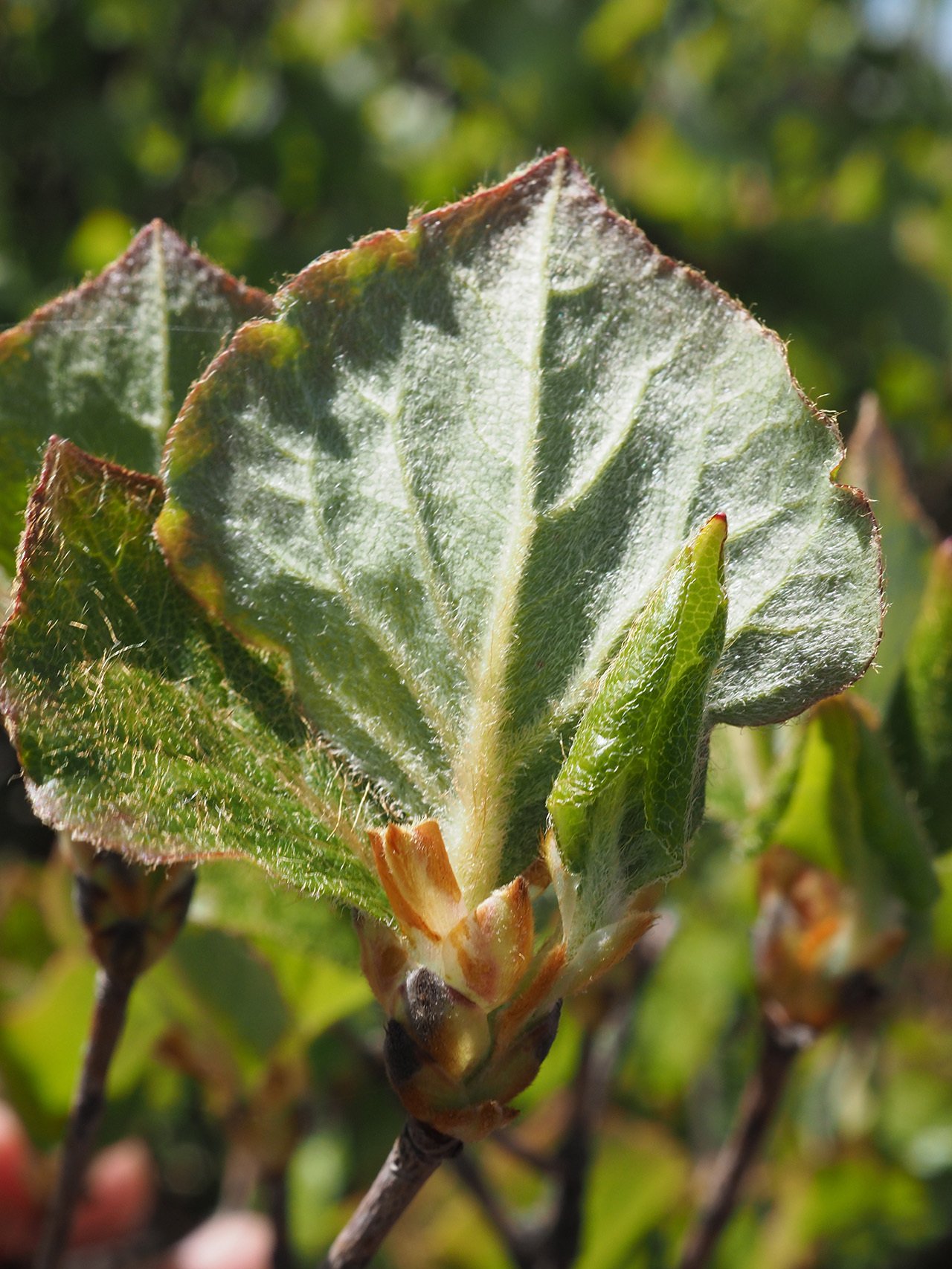 71 大川嶺のツルギミツバツツジ｜sasayan