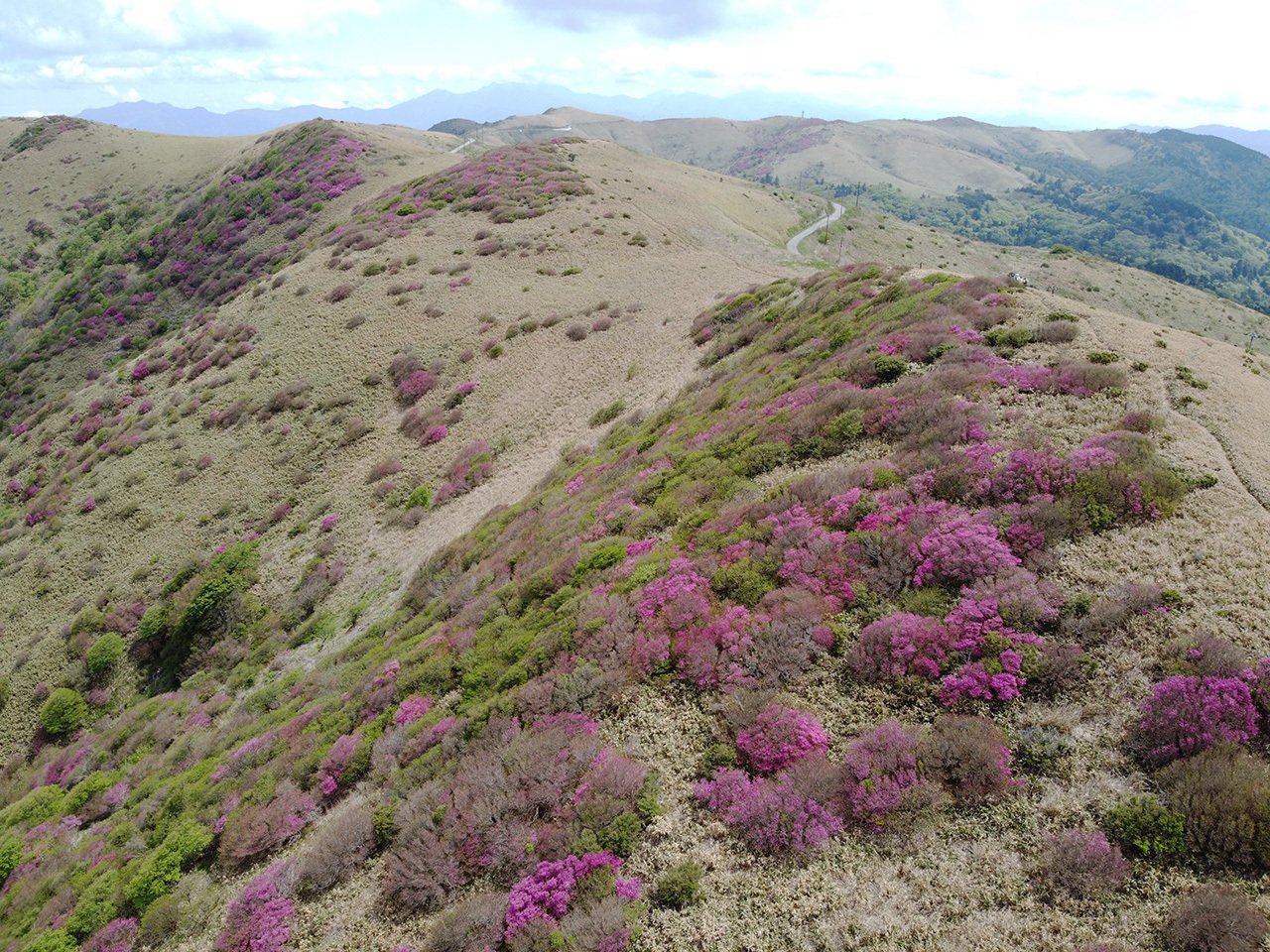 hide 9 山採り　ミツバツツジ 2025年最新】山採り ミツバツツジの人気アイテム - メルカリ