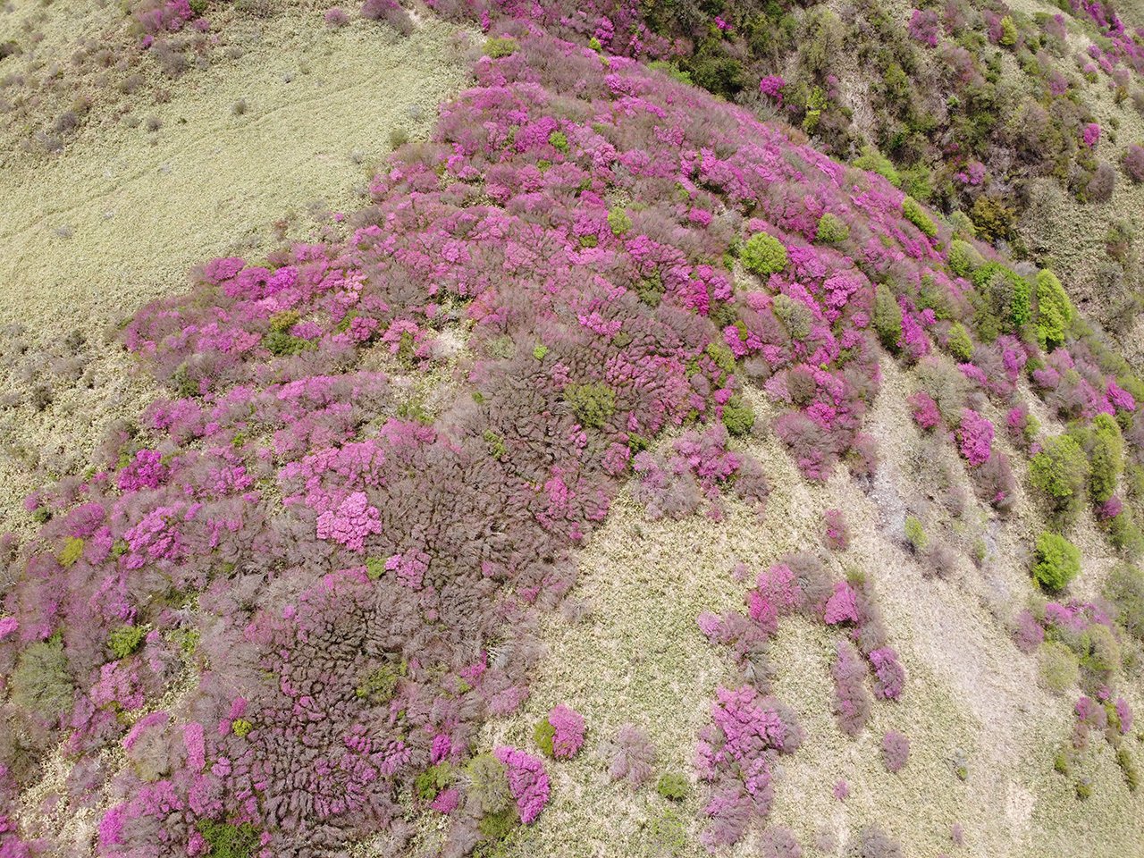 71 大川嶺のツルギミツバツツジ｜sasayan