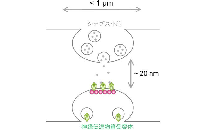 ニューロンから脳へ―神経生物学入門 (1980年) |本 | 通販 | Amazon
